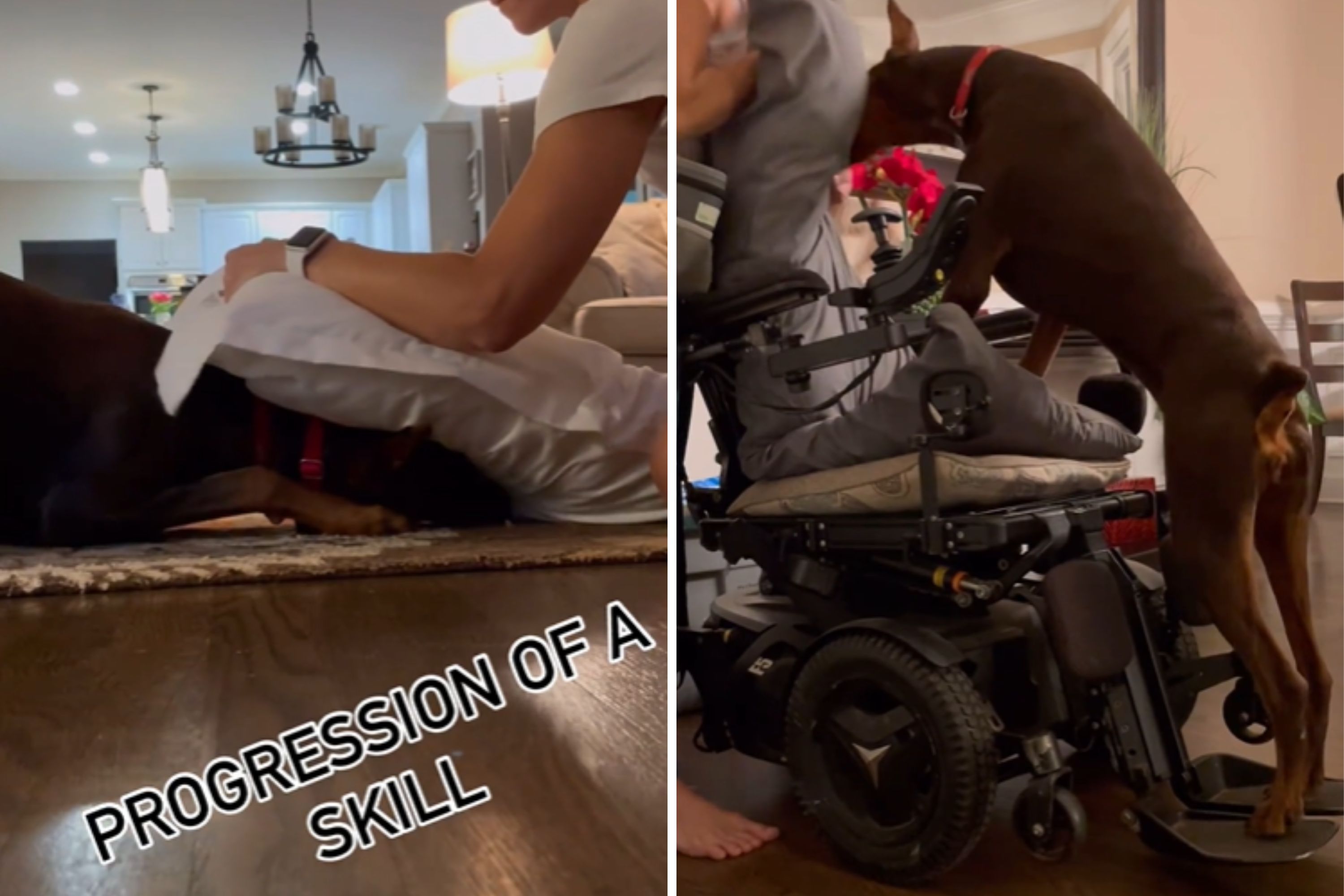 Woman Demonstrates Patience in Teaching Service Dog to Assist Husband in Wheelchair Woman Demonstrates Patience in Teaching Service Dog to Assist Husband in Wheelchair