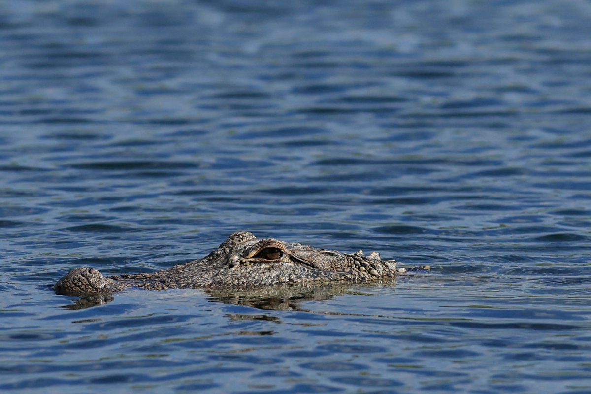 Alligator