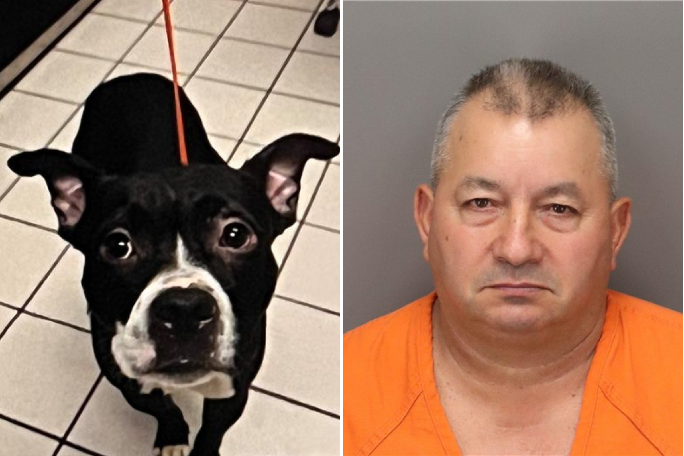 Dog Owner Charged After Decapitated Bulldog Mix Found in Florida Park
