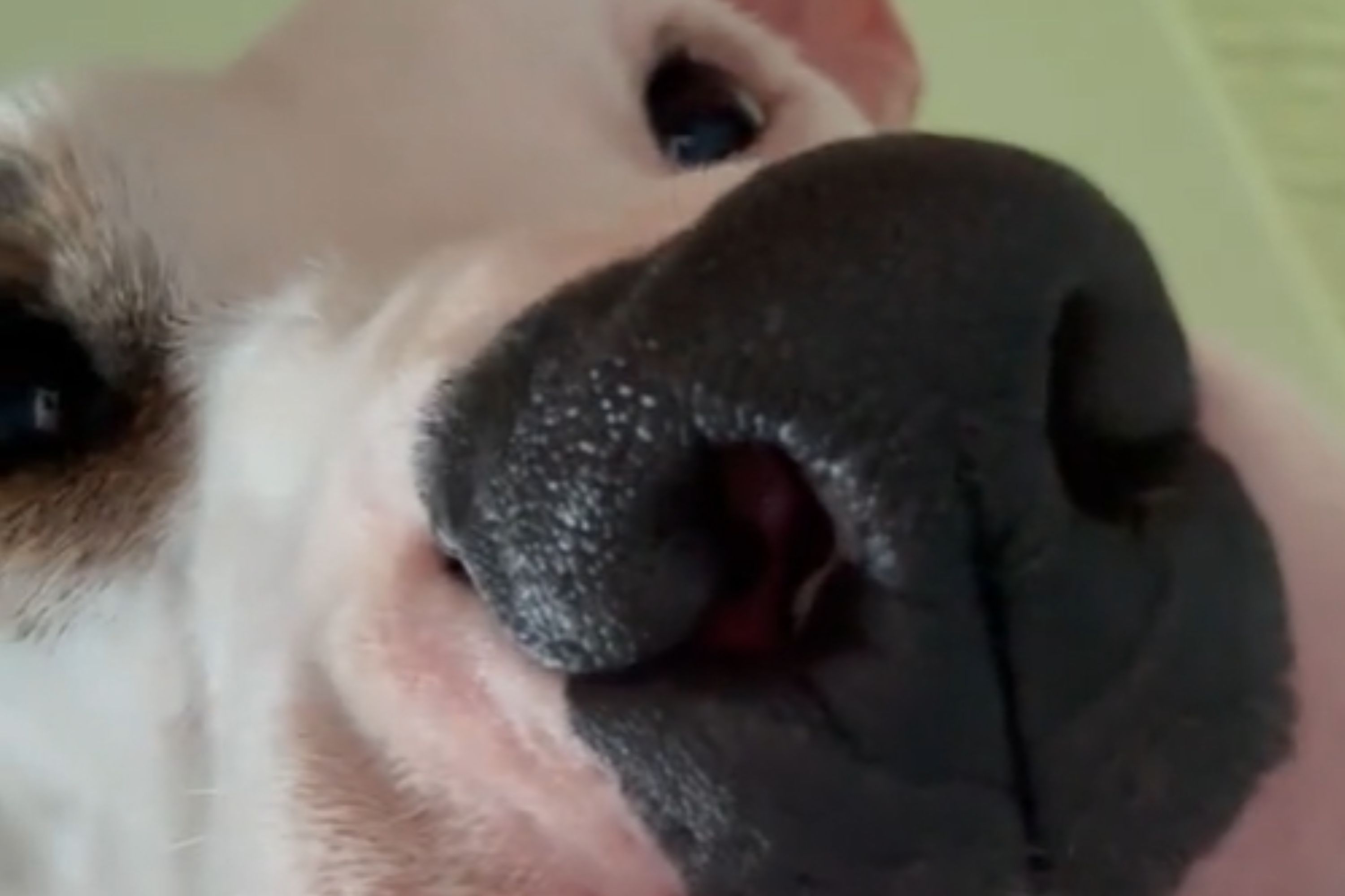 Woman Shows Dog Her Reflection in Phone Camera, Instantly Regrets It