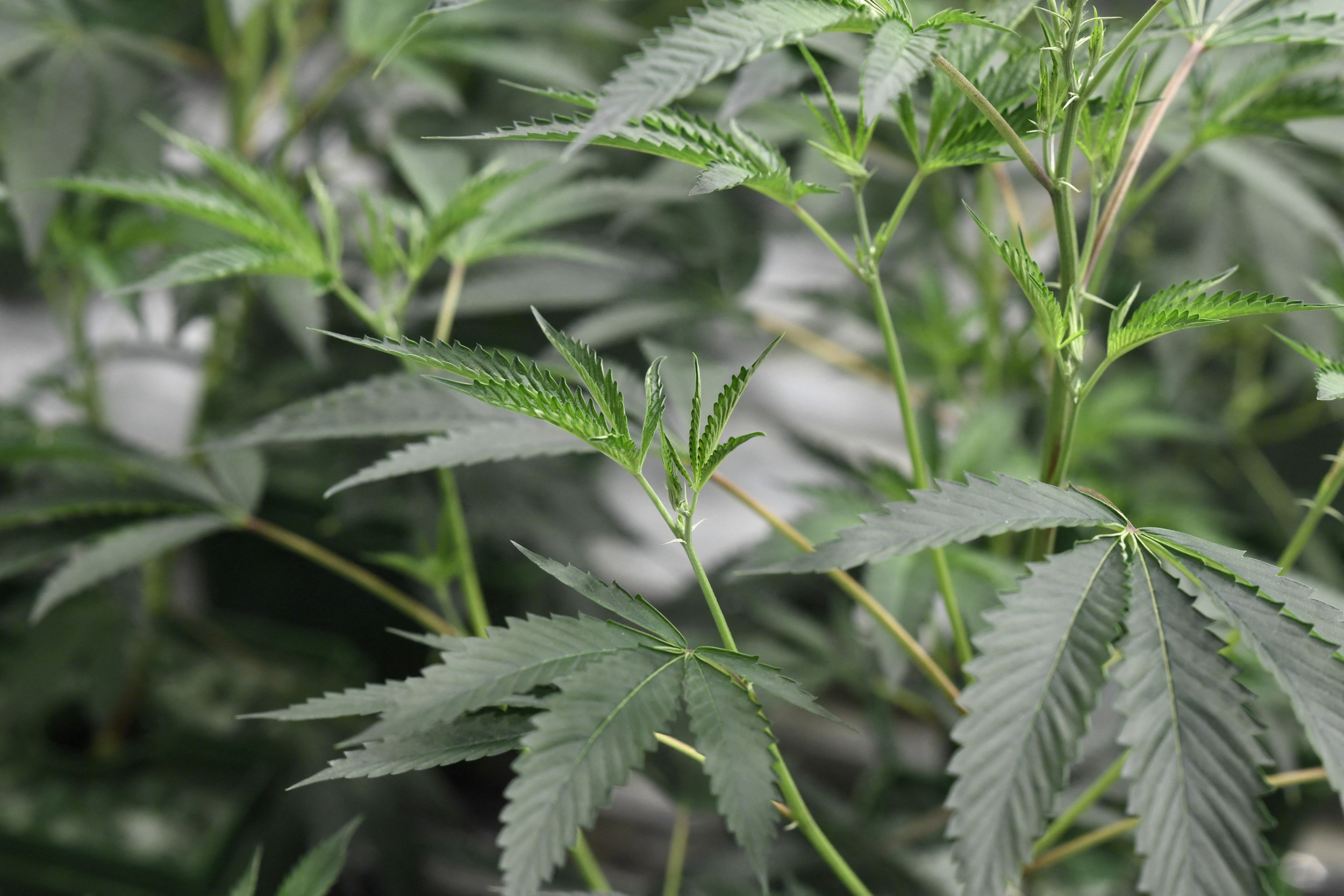 Full List of California Weed Recalls as Warning of Deadly Mold Issued - Vimarsana News