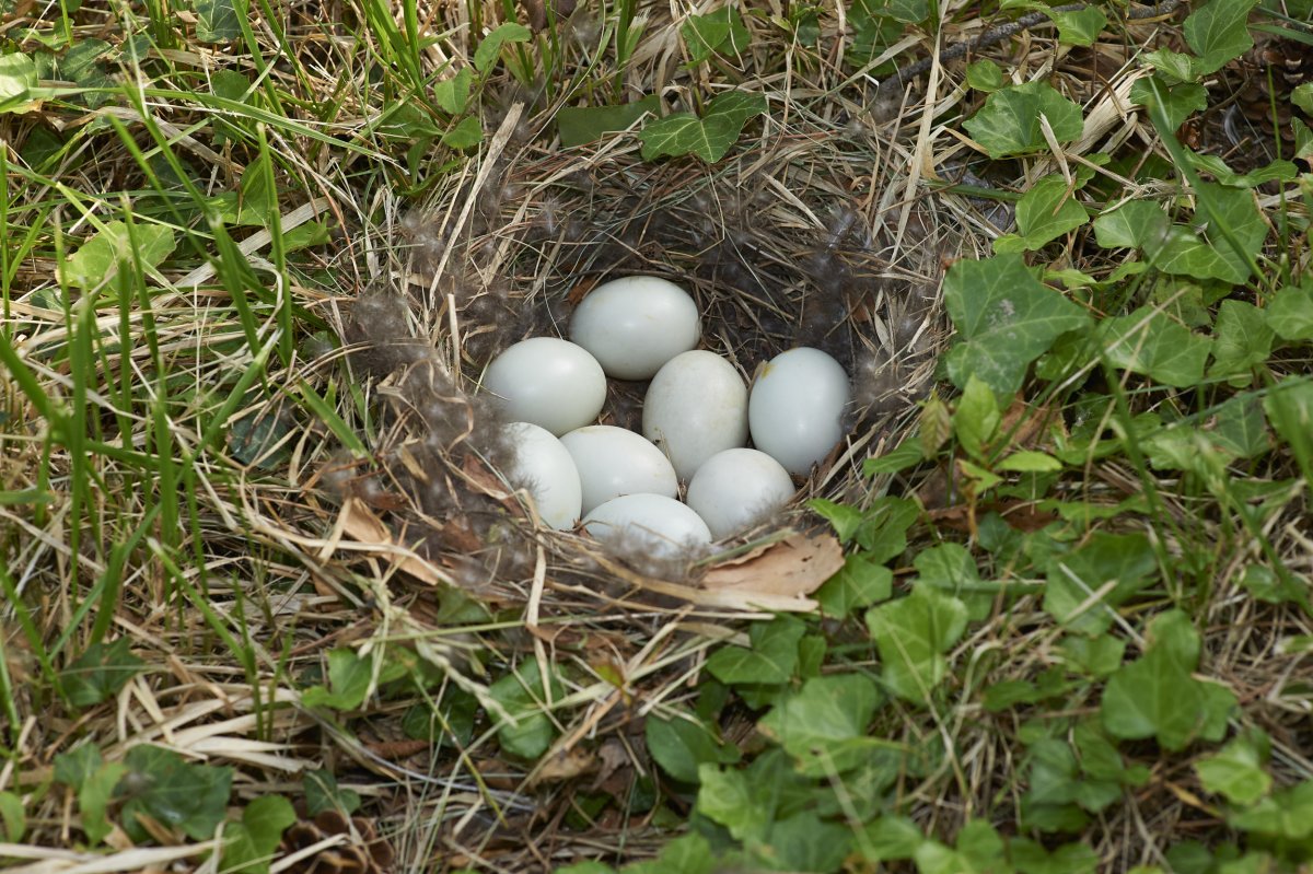 Eggs in bird's nest on the ground.