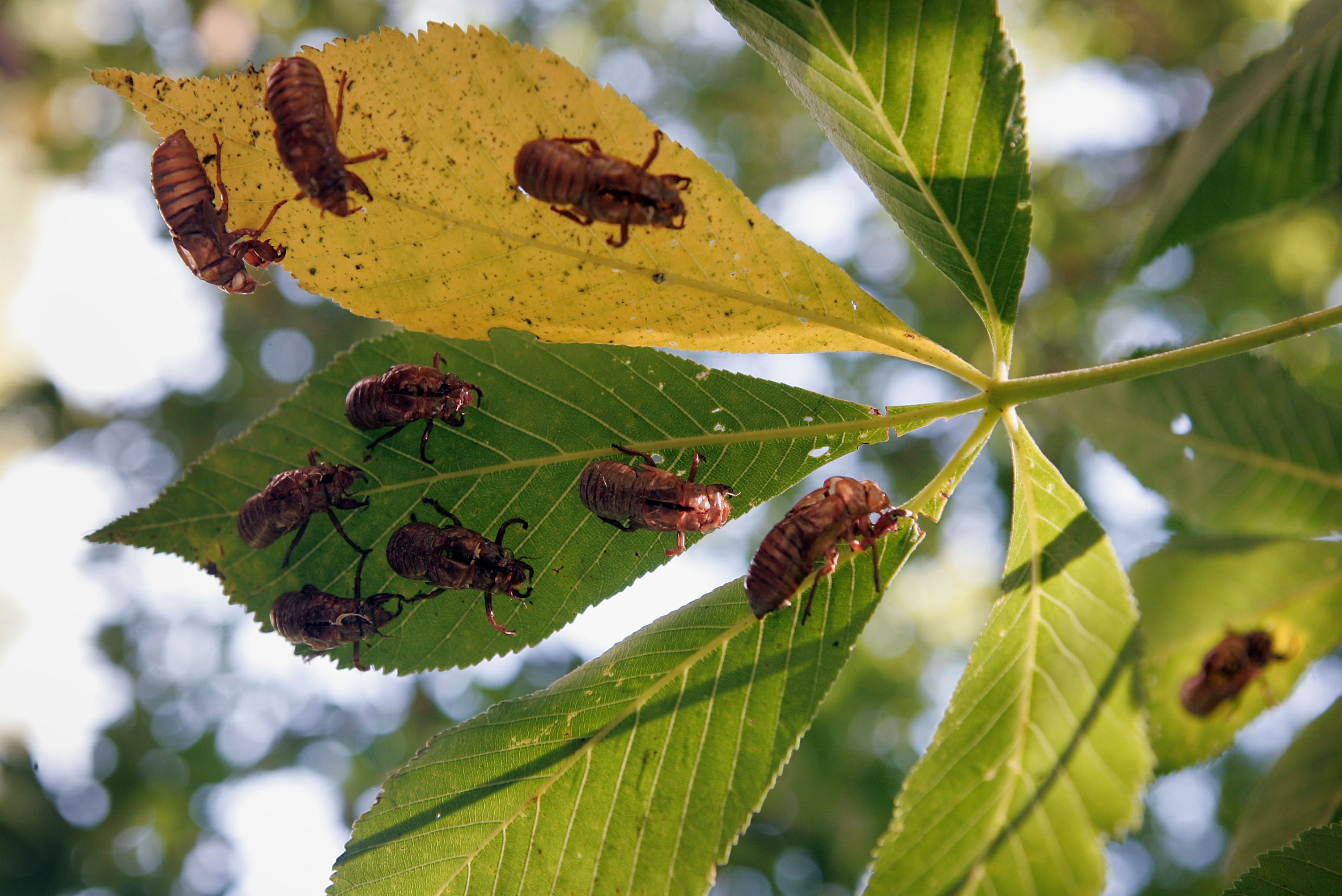 Cicadas Invade Chicago