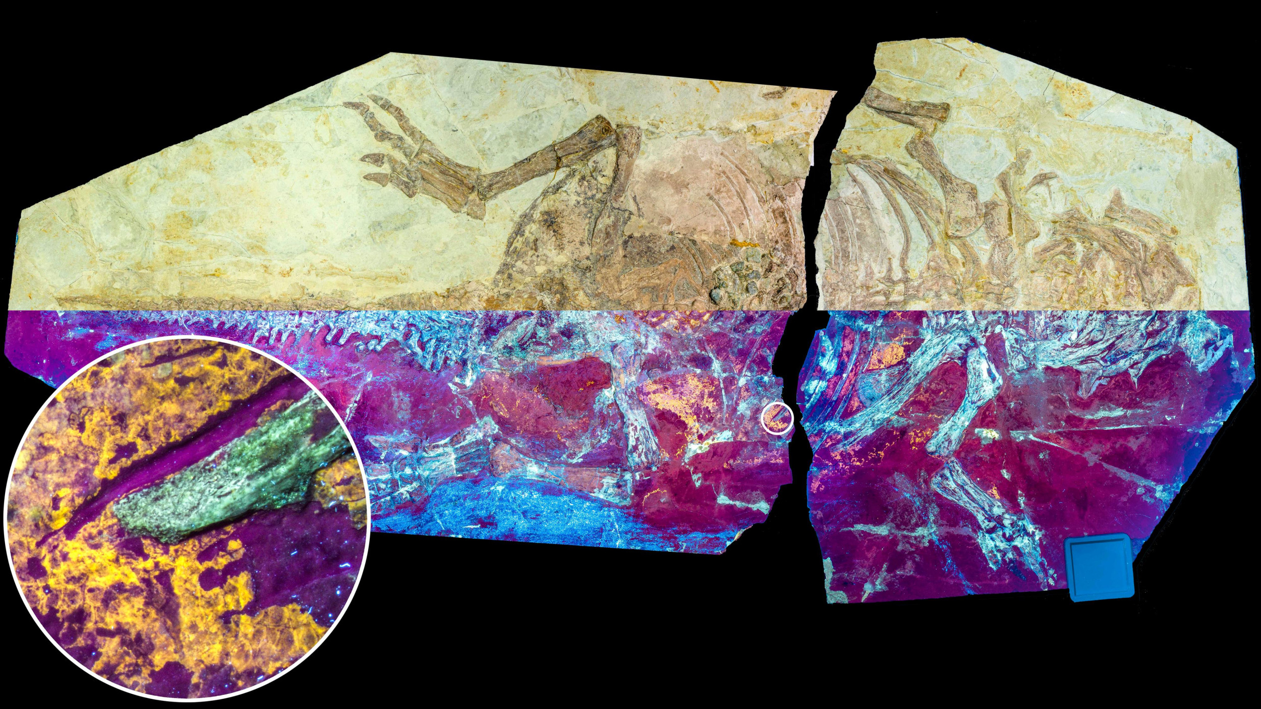 Un fossile de dinosaure met en lumière l’évolution des plumes