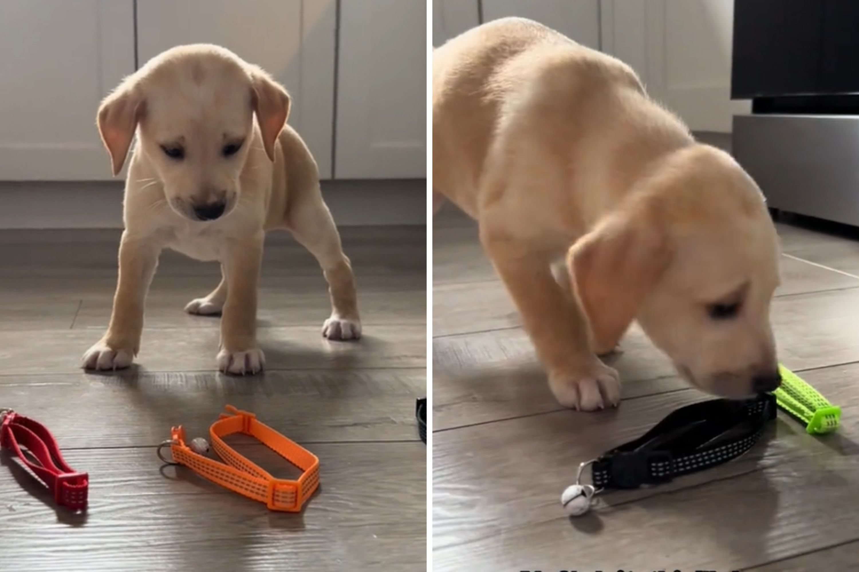 Adorable Moment Foster Puppy Tries to Choose Collar Color: 'Indecisive' - Vimarsana News