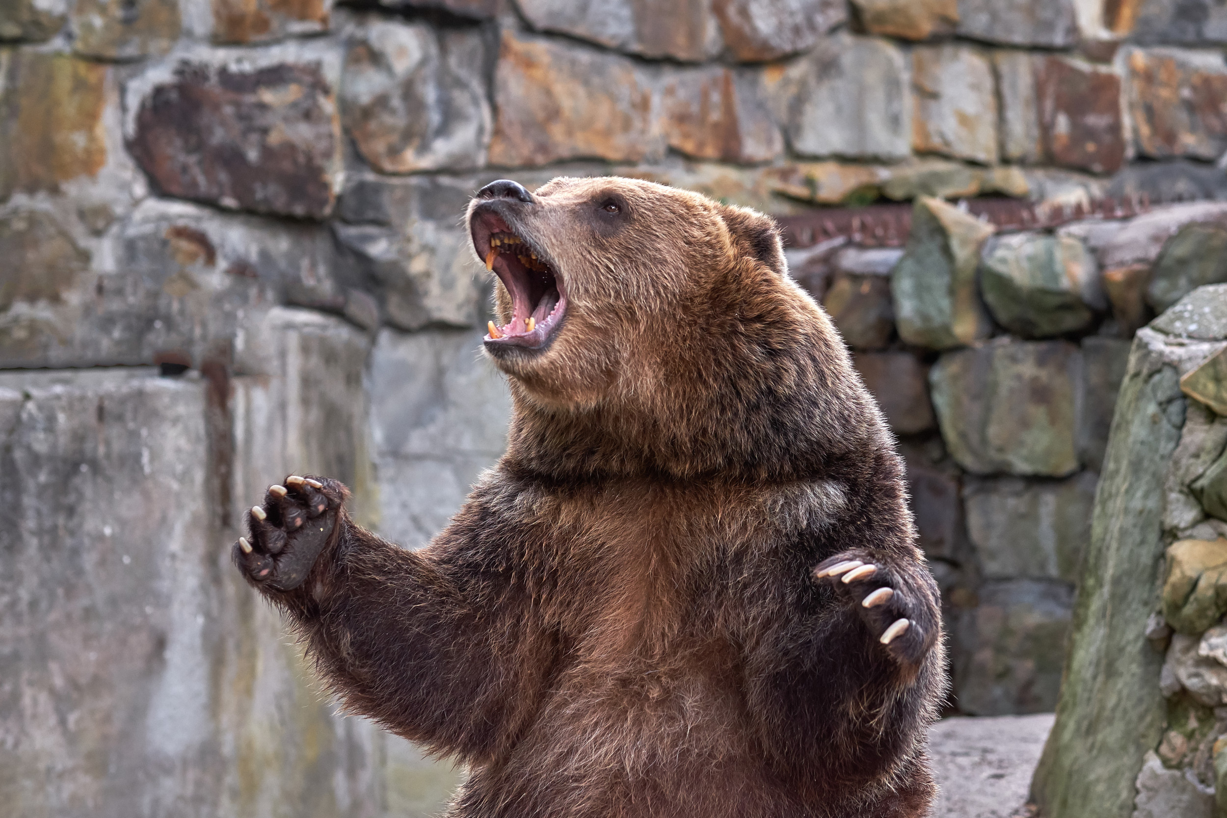 Un grizzly blesse grièvement un homme lors d’une « rencontre surprise » dans le Wyoming