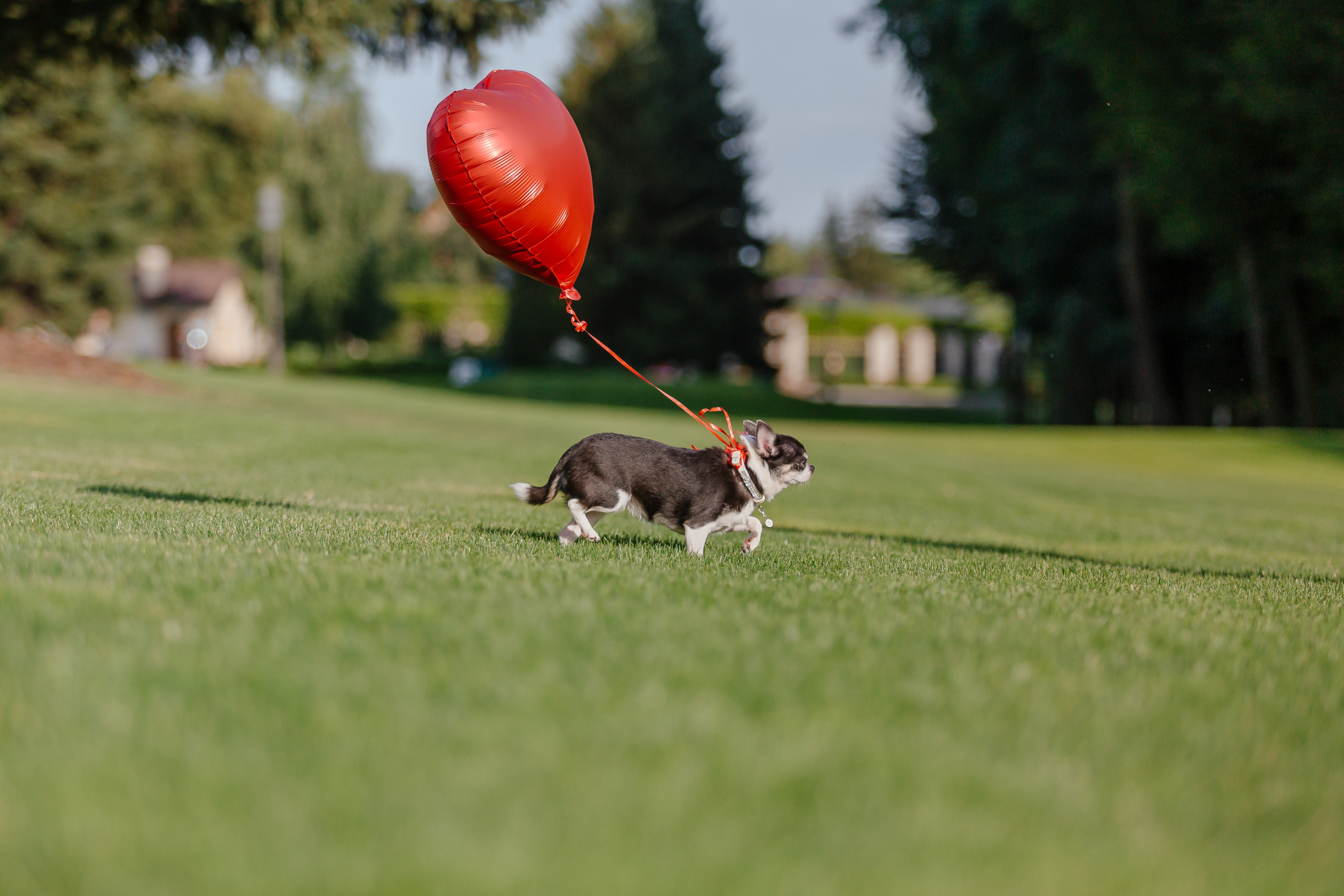Dog Makes Unconventional Best Friend—But It Doesn't Last Long - Vimarsana News