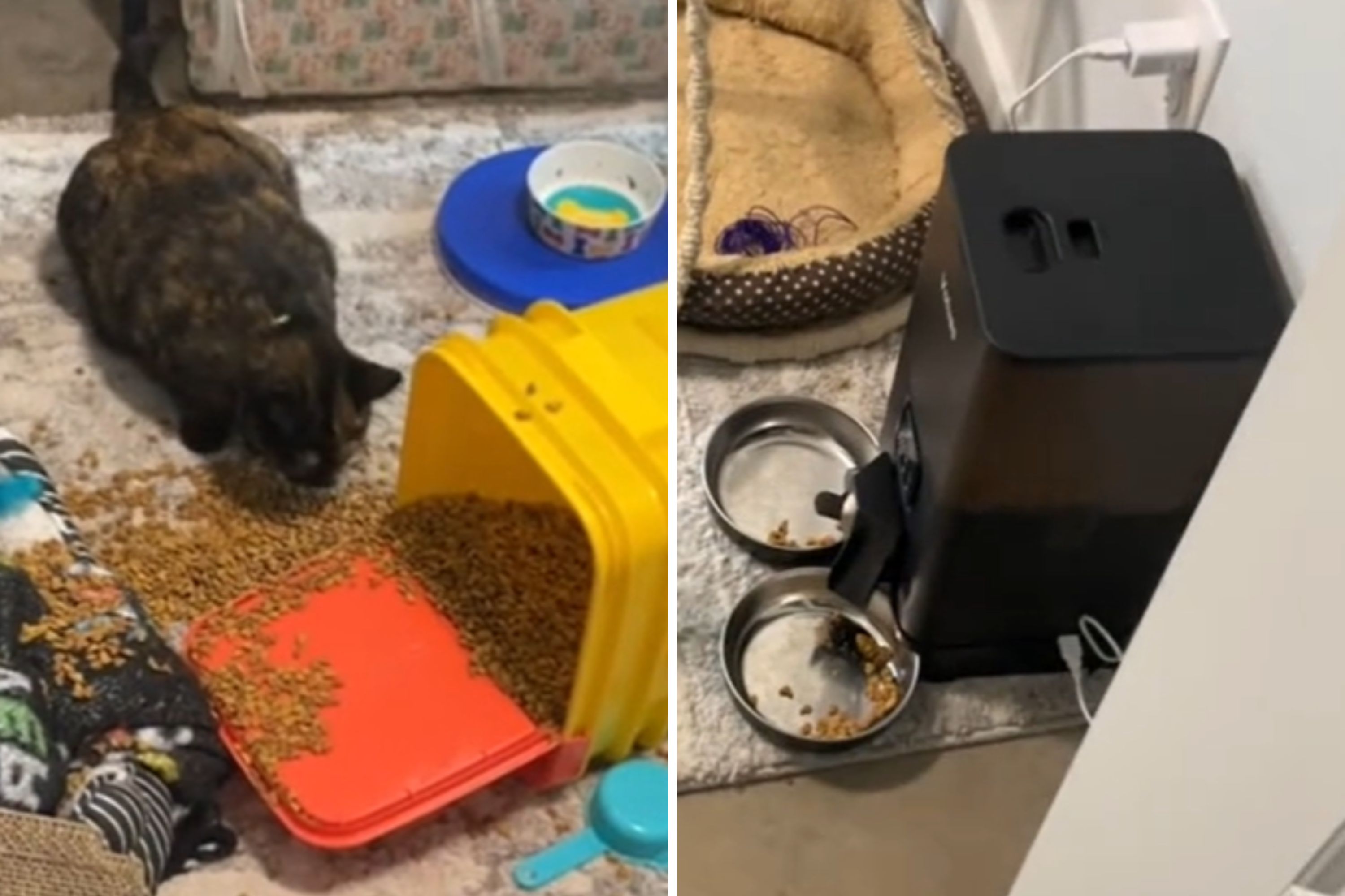 Woman Wonders Why Cat Didn't Eat Breakfast, Then Reason Becomes Clear - Vimarsana News