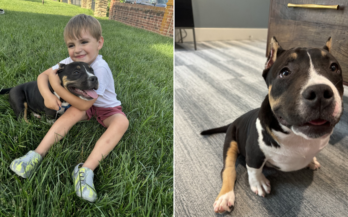Terminally Ill Pup With 6 Months Left Finds Forever Home—'Heart Shattering' - Vimarsana News