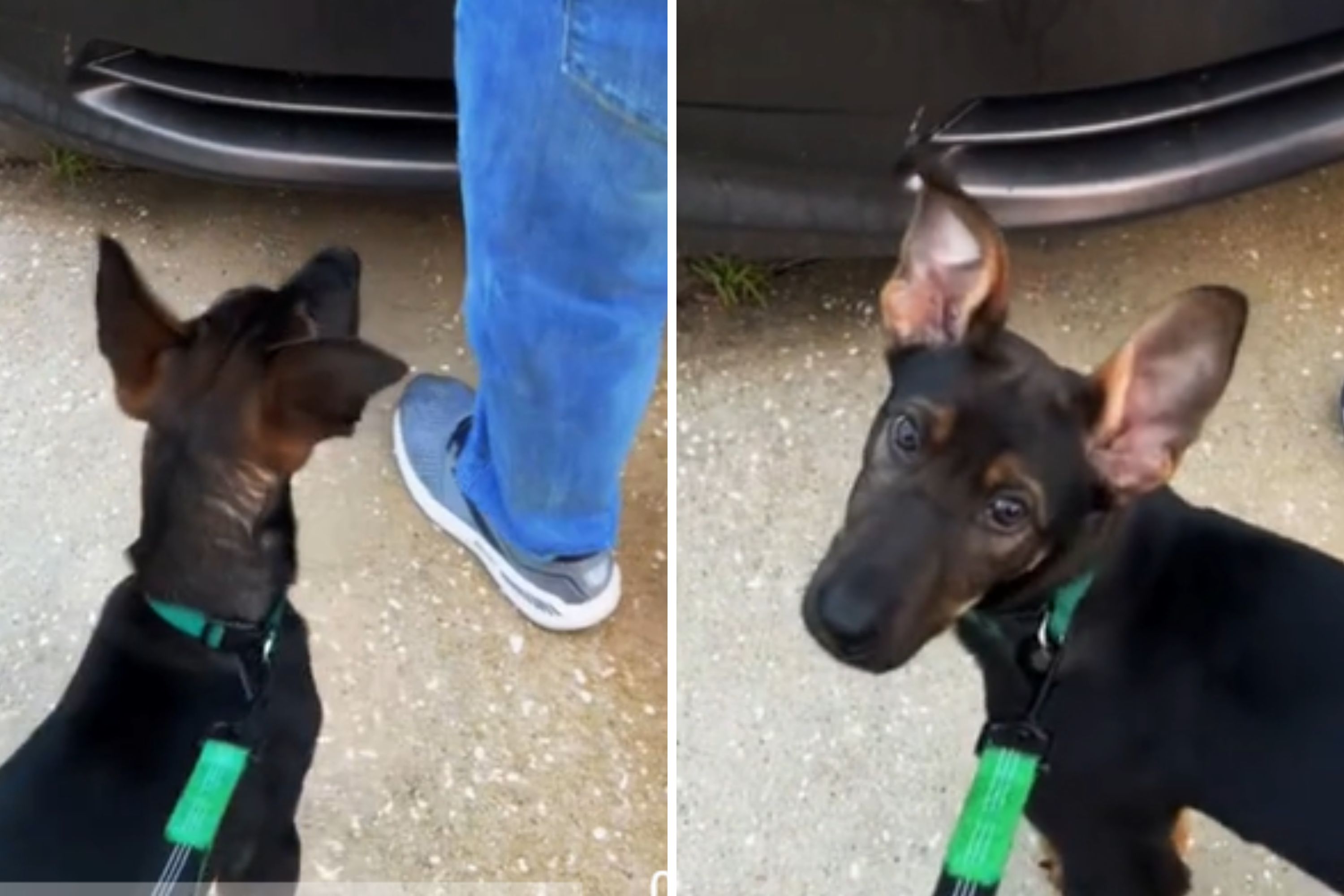 Dog Continuously Cries at Owner's Car, No One Prepared for What Was ...