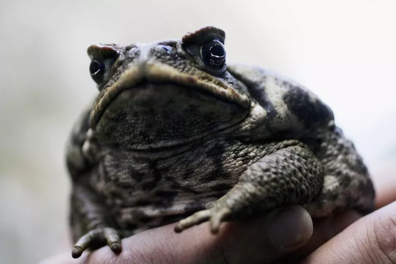 Florida Pet Owners Warned of Invasive Toad: ‘Highly Toxic’