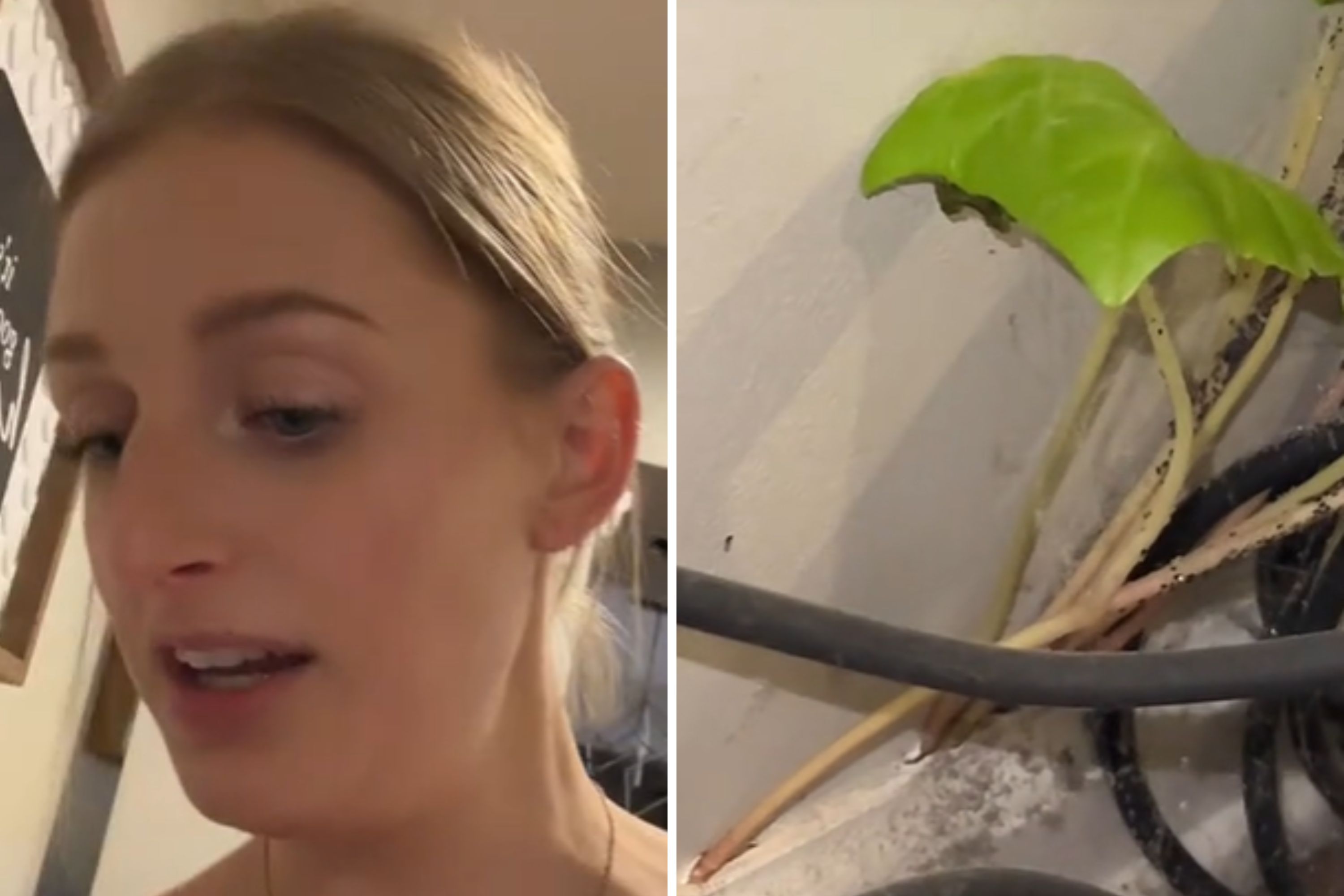 Homeowner Pleads for Help After Finding Plant Growing Through Her Walls Homeowner Pleads for Help After Finding Plant Growing Through Her Walls