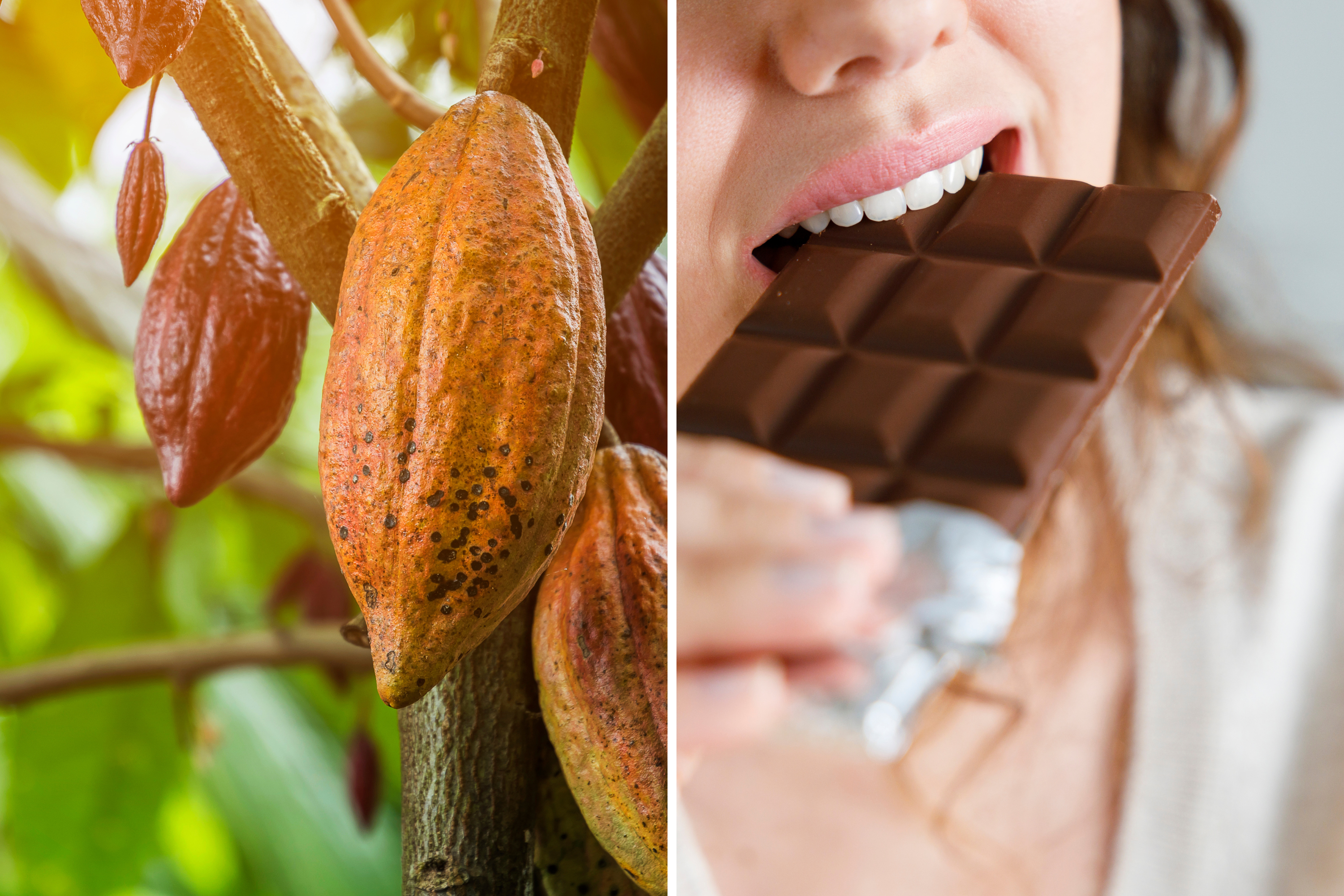 Des scientifiques trouvent un moyen de rendre le chocolat plus sain