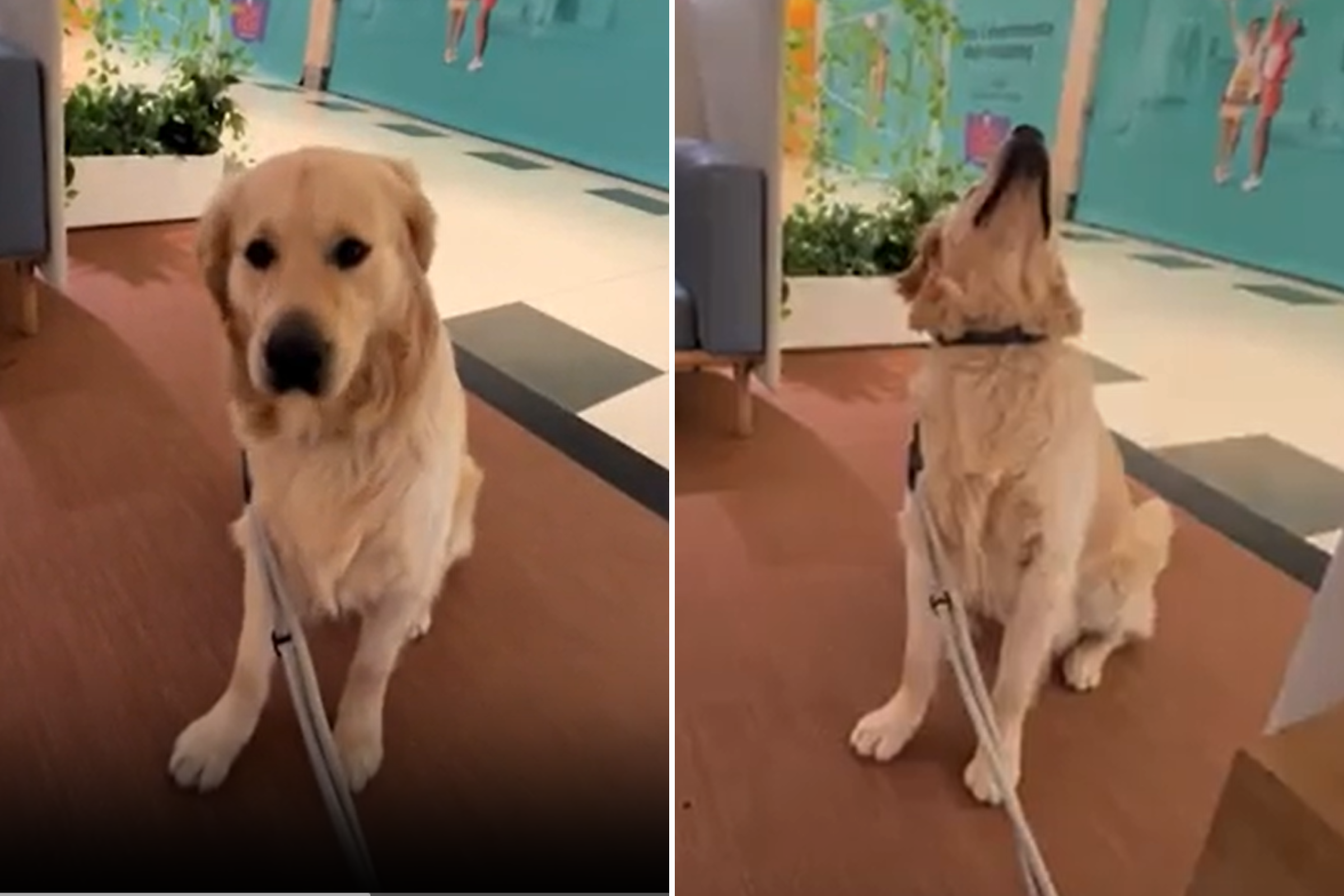 Golden Retriever Discovers His Reflection in Most Unexpected Place