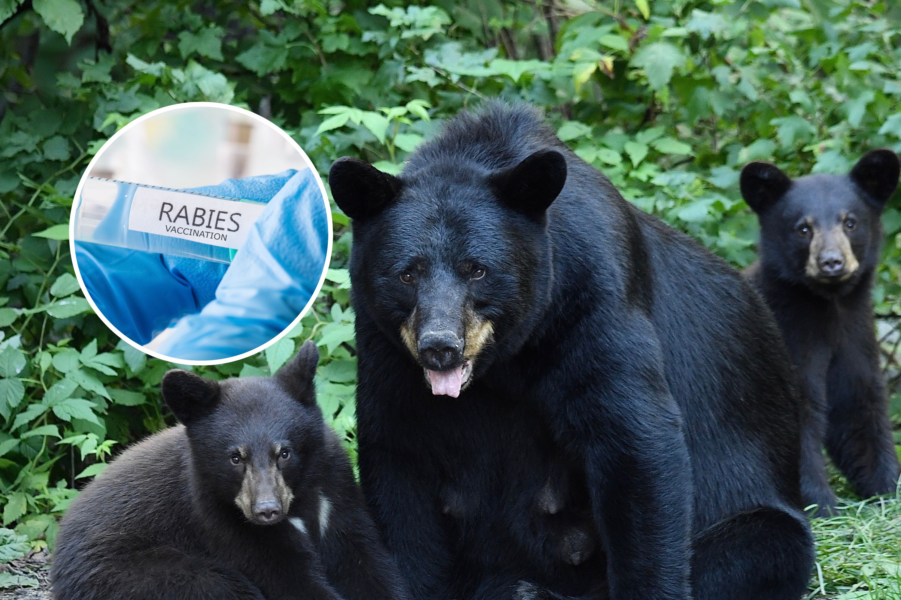 Avertissement de rage alors qu’une maladie est détectée chez l’ours noir du Connecticut