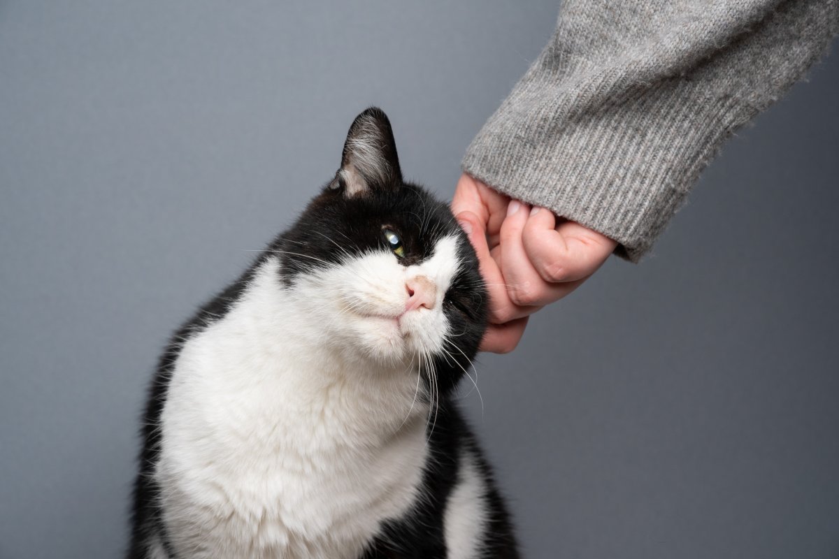 How To Tell if Your Cat Thinks You’re Their Mom, or Their Kitten How To Tell if Your Cat Thinks You’re Their Mom, or Their Kitten