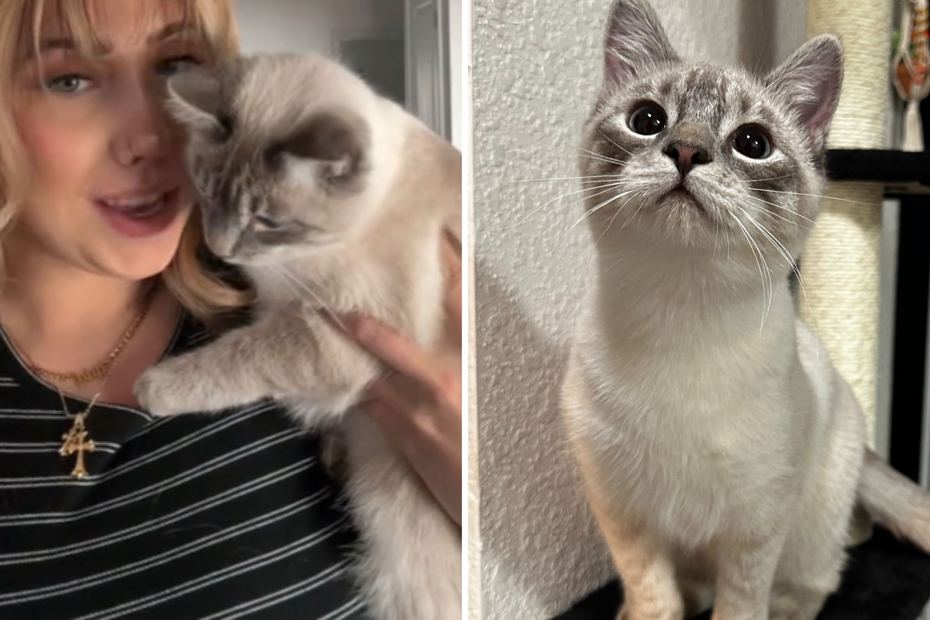 Woman Can't Figure Out Cat's Gender, Vet Makes Shocking Discovery ...