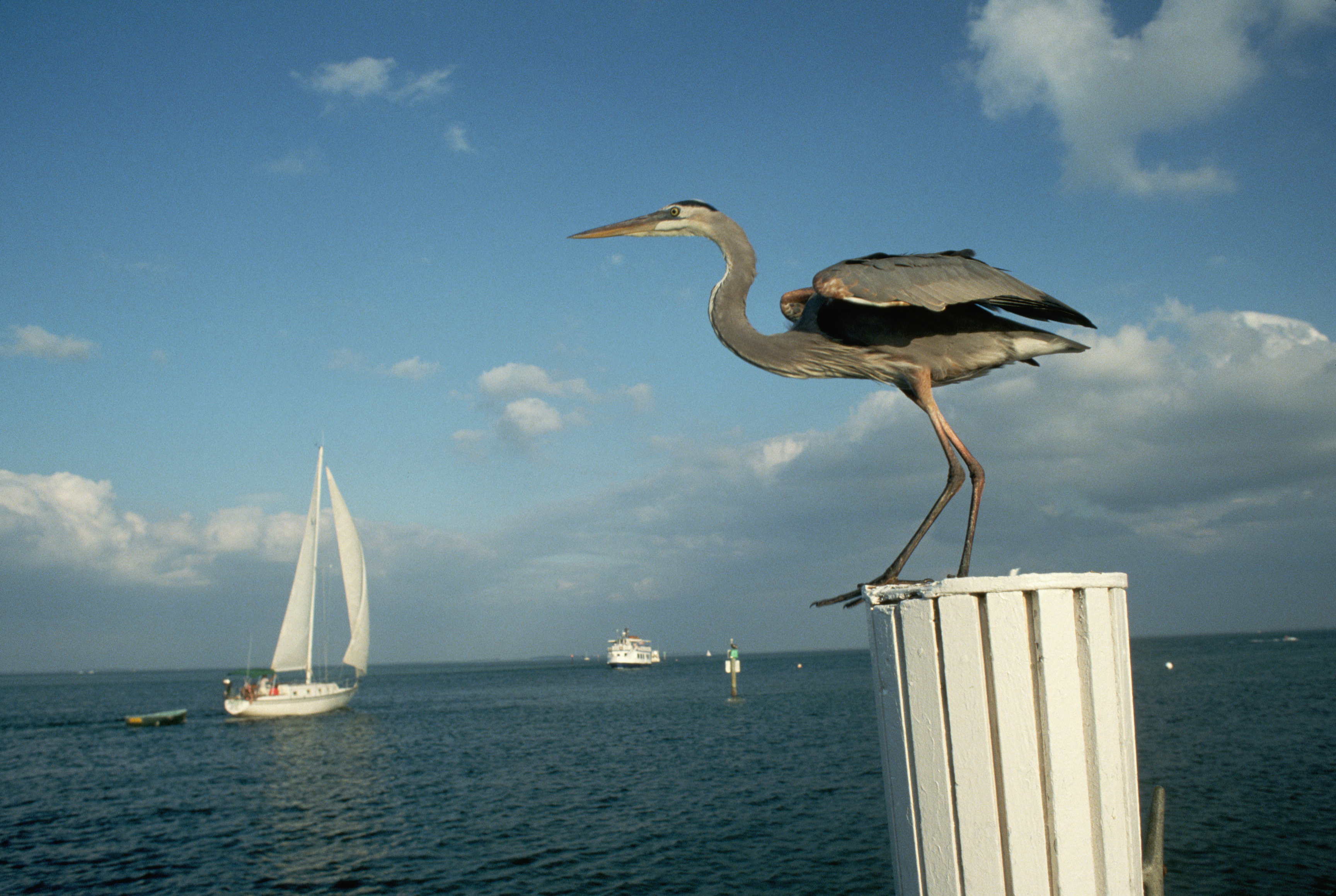 Florida's Bird Key Island for Sale for $31.5M Sparking 'Alarm' - Vimarsana News