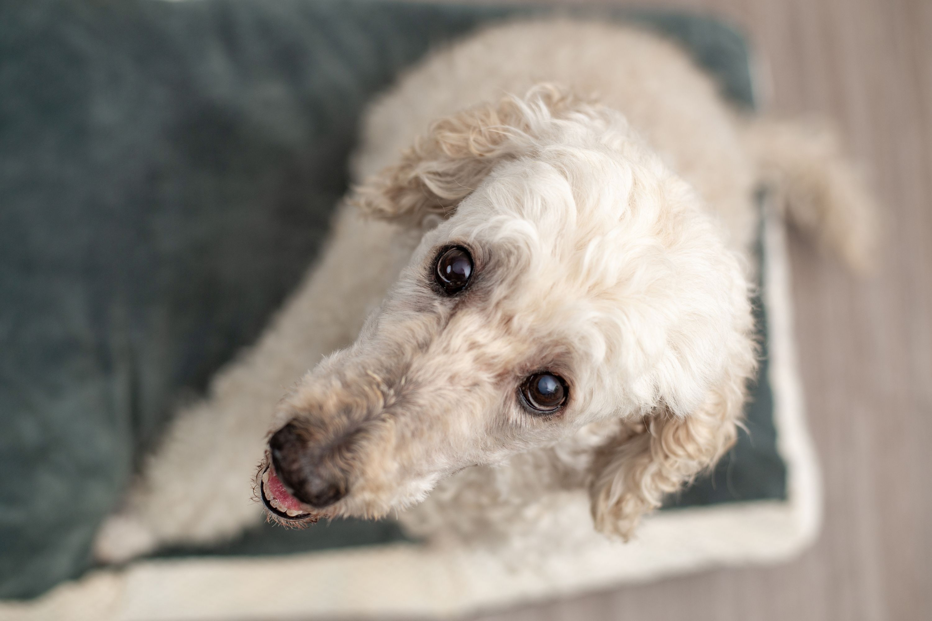 Dog Trained to Sit on Whistle Command Meets Smoke Detector, Hilarity Ensues - Vimarsana News