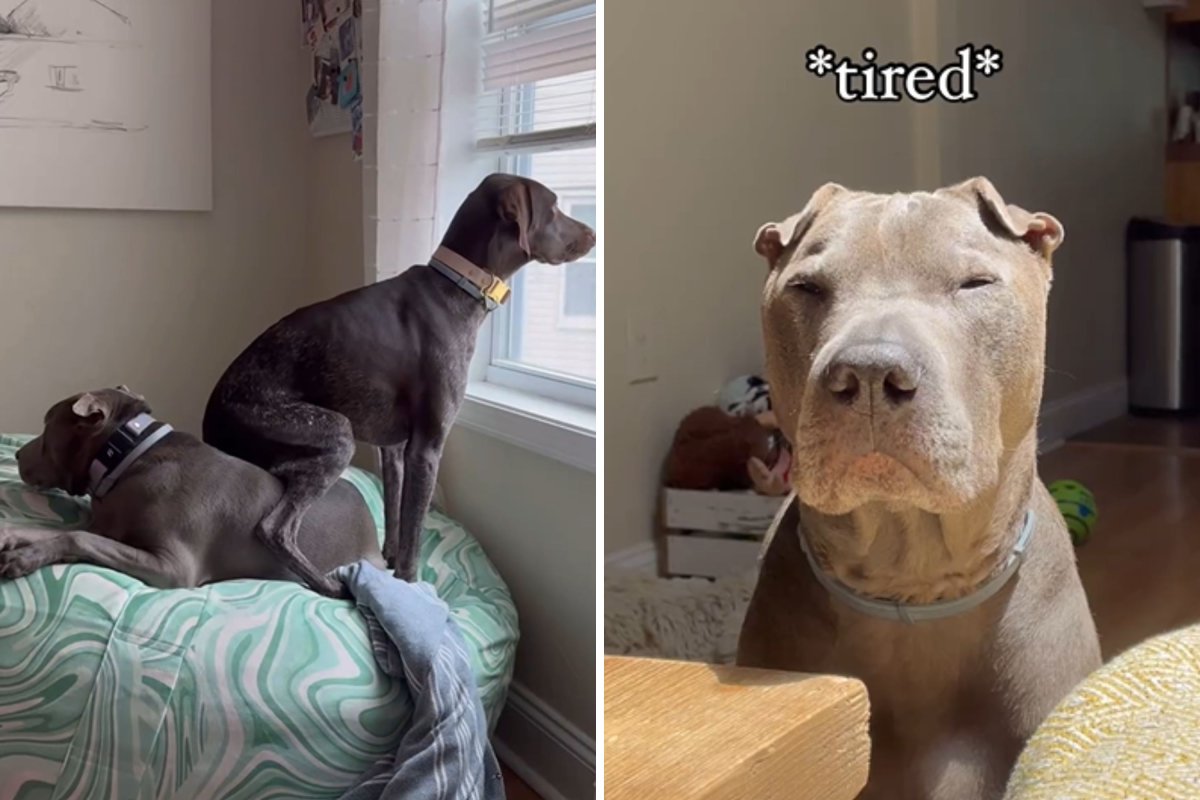 Older dog patient with puppy