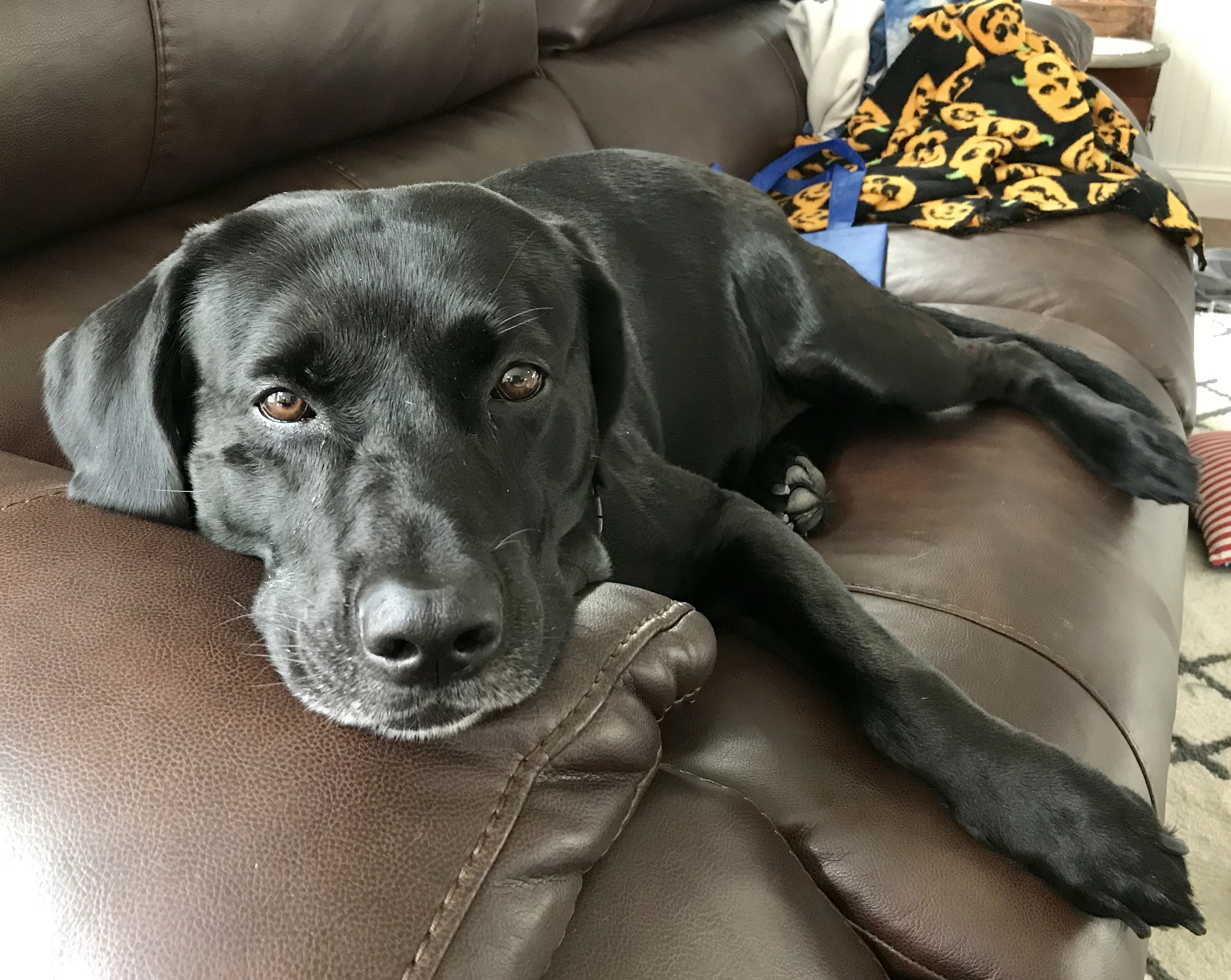 Man Trains Labrador in Unusual Way, Ensuring No Harm to Animals Man Trains Labrador in Unusual Way, Ensuring No Harm to Animals