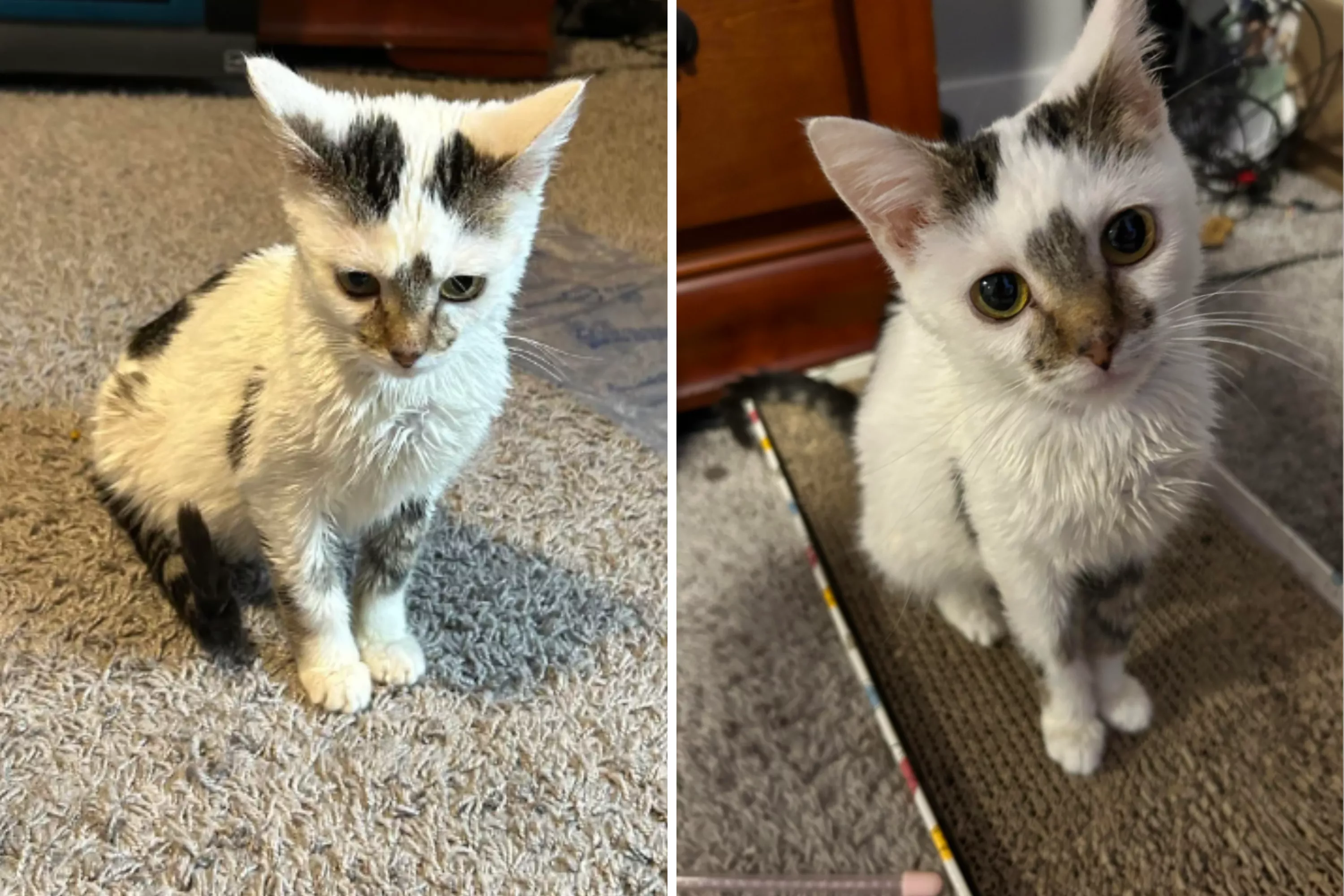 forever-kitten.webp?w=1600&h=900&q=88&f=4f1ed90e7e4b6153869fa82d4fb0f81f