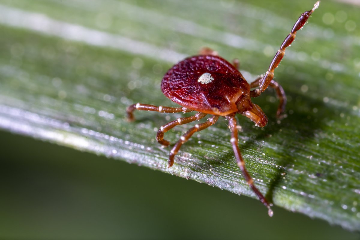 Stock image of a lone star tick