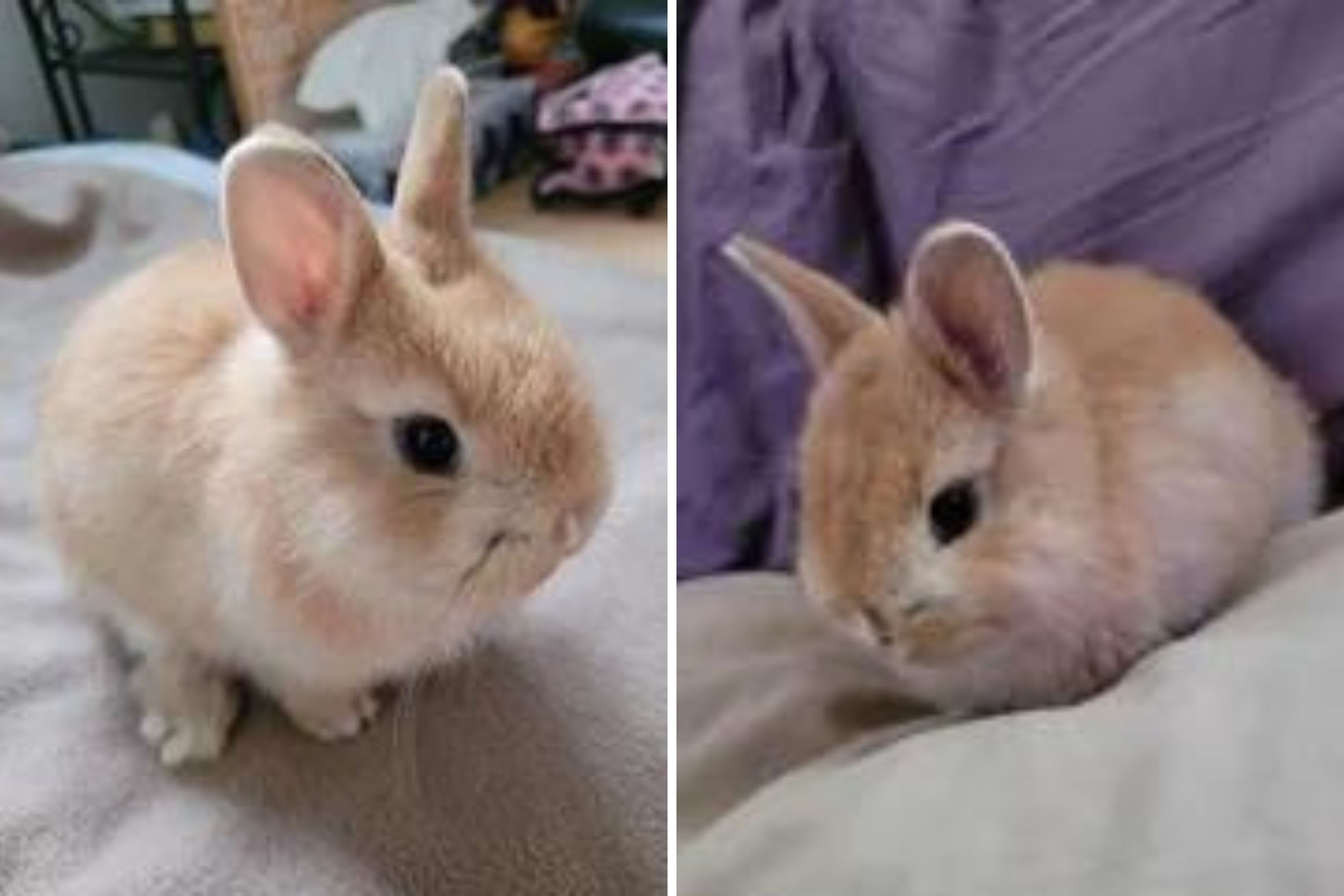 Abandoned Bunny in Airport Parking Lot Rescued and Adopted: ‘Love at First Sight’ Abandoned Bunny in Airport Parking Lot Rescued and Adopted: ‘Love at First Sight’