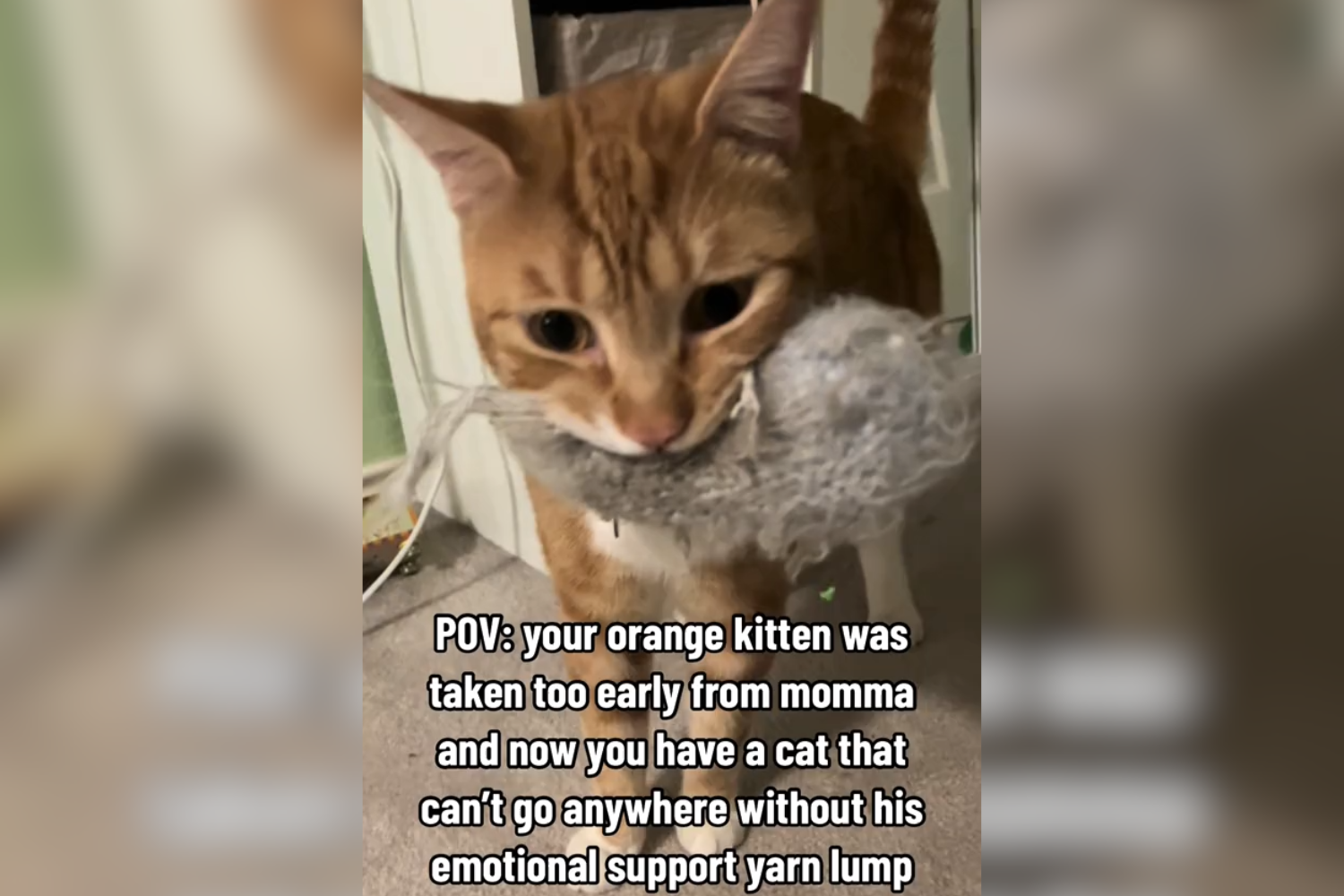 Reason Cat Carries Yarn Everywhere Delights Viewers