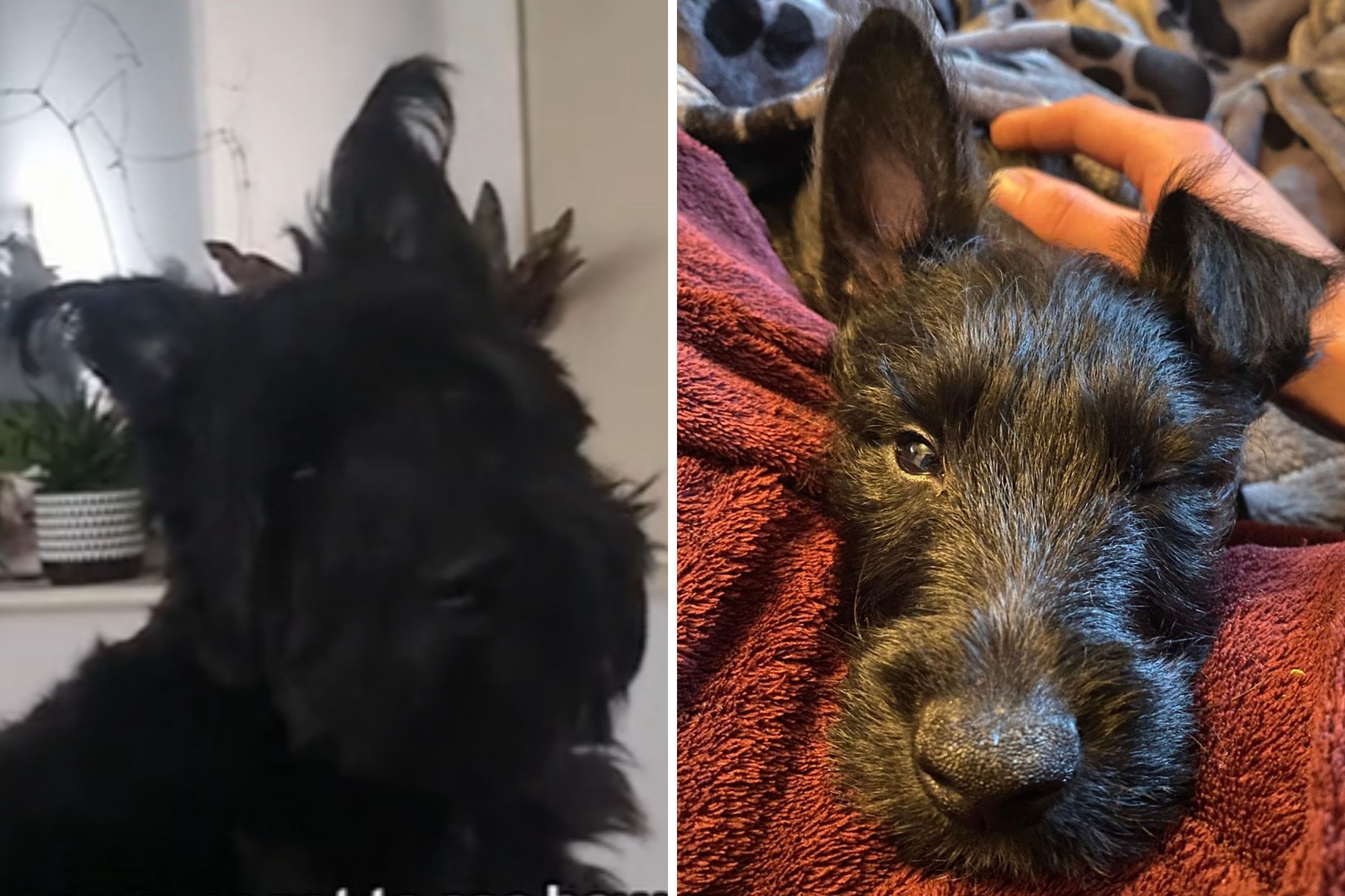 The Important Reason Why Woman Recorded Dog Waiting for Dad to Come Home - Vimarsana News