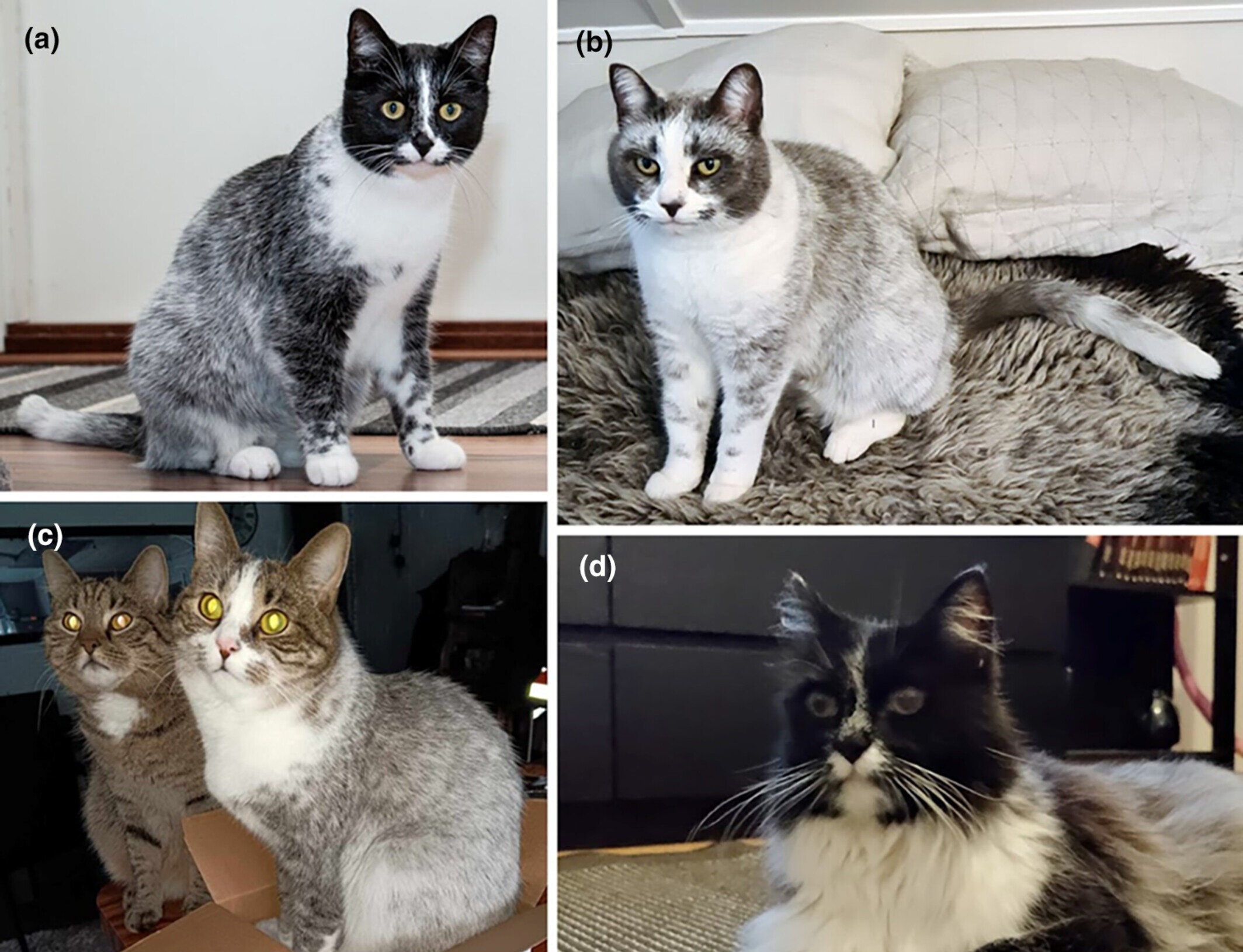 Le nouveau modèle de chat est une mutation « réglisse salée »