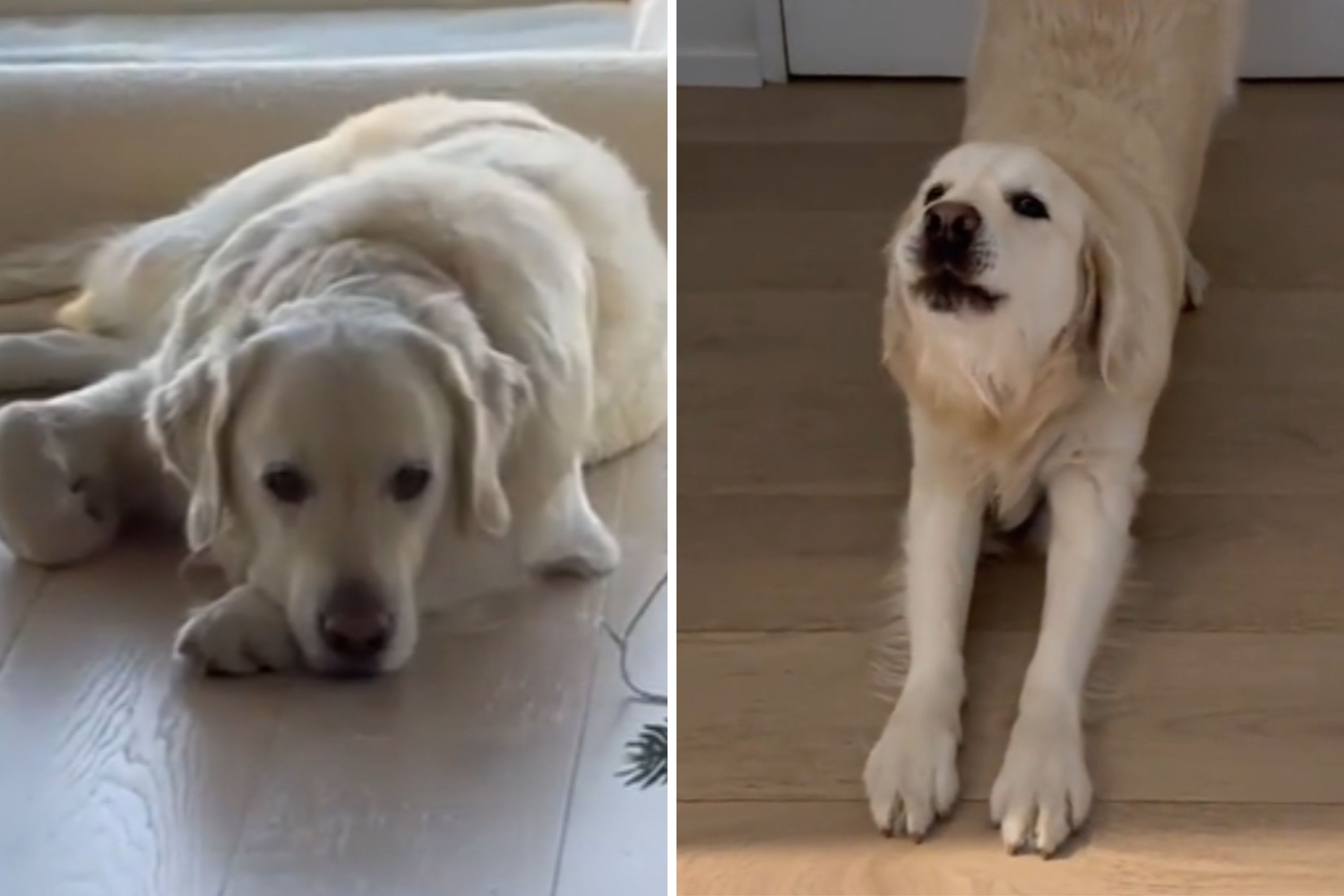 The Shocking Truth About The Golden Retriever Movement - 7xz3l2q