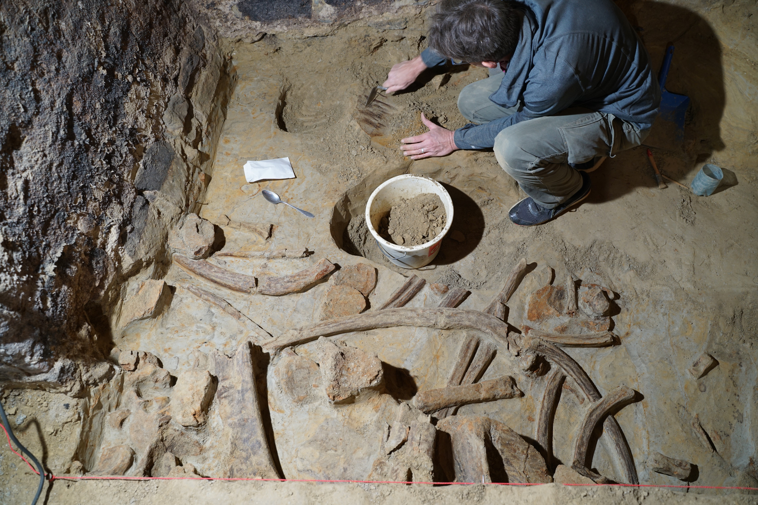 Des os de mammouth découverts lors de la rénovation d’une cave à vin