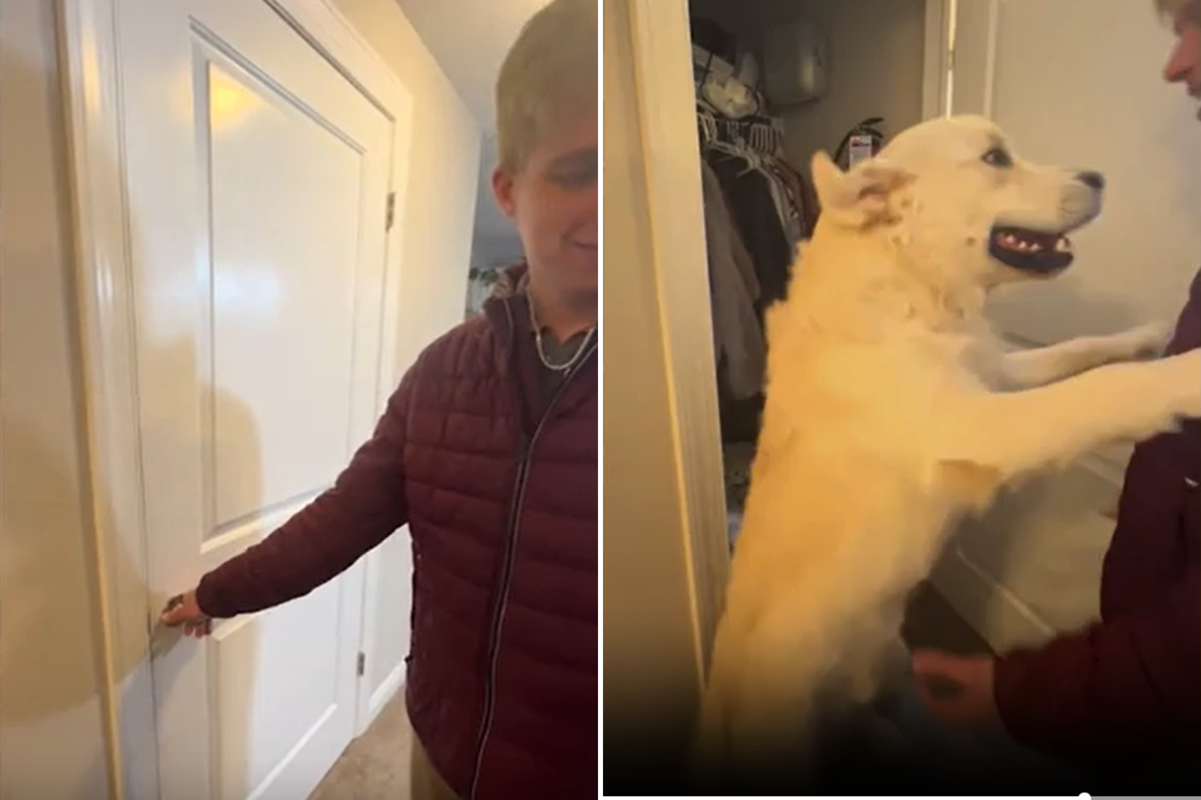 Internet Obsessed With Golden Retriever Playing Peek-a-Boo Inside ...