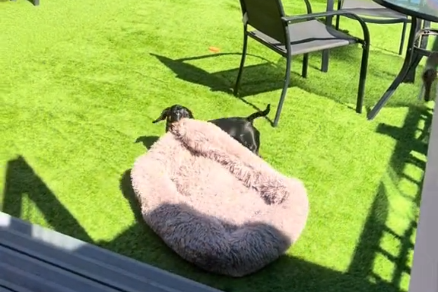 Relatable Moment Dachshund Drags Bed Outside to Sunbathe 'Sun Worshipper' Newsweek