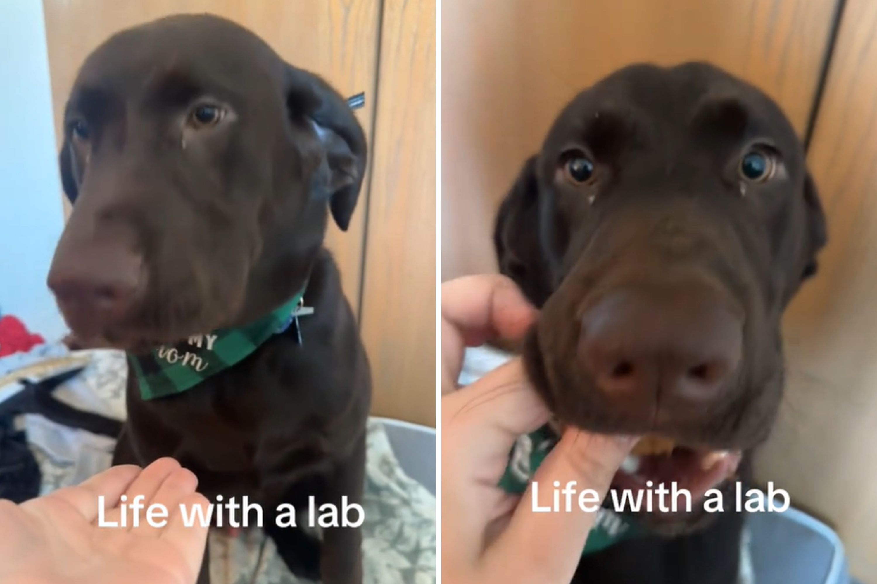 Persistent Labrador Holds Firm on Concealed Stolen Cookie Persistent Labrador Holds Firm on Concealed Stolen Cookie
