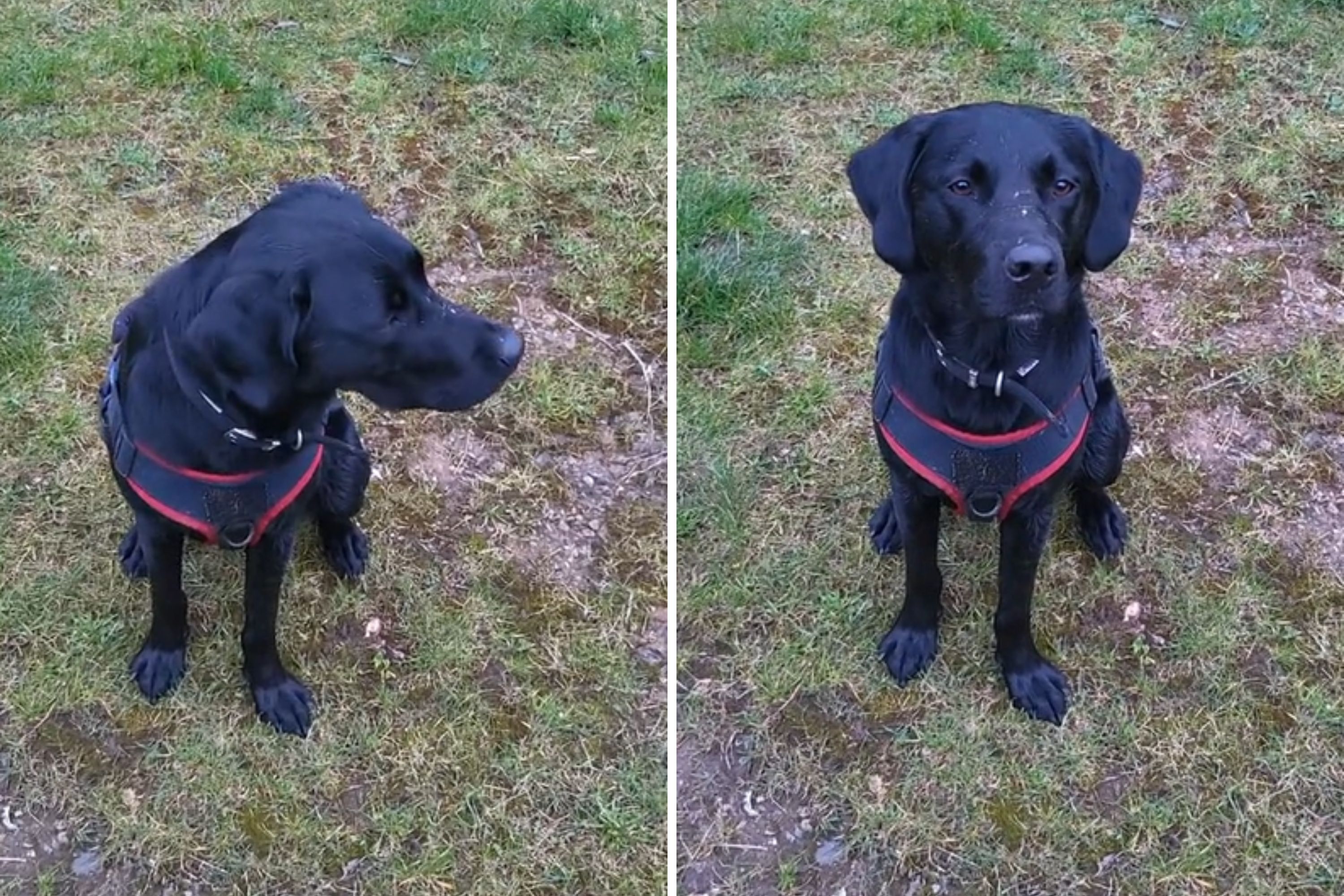 Owner Surprised by Unexpected Outcome of Dog’s Six Months of ‘Intense Training’ Owner Surprised by Unexpected Outcome of Dog’s Six Months of ‘Intense Training’