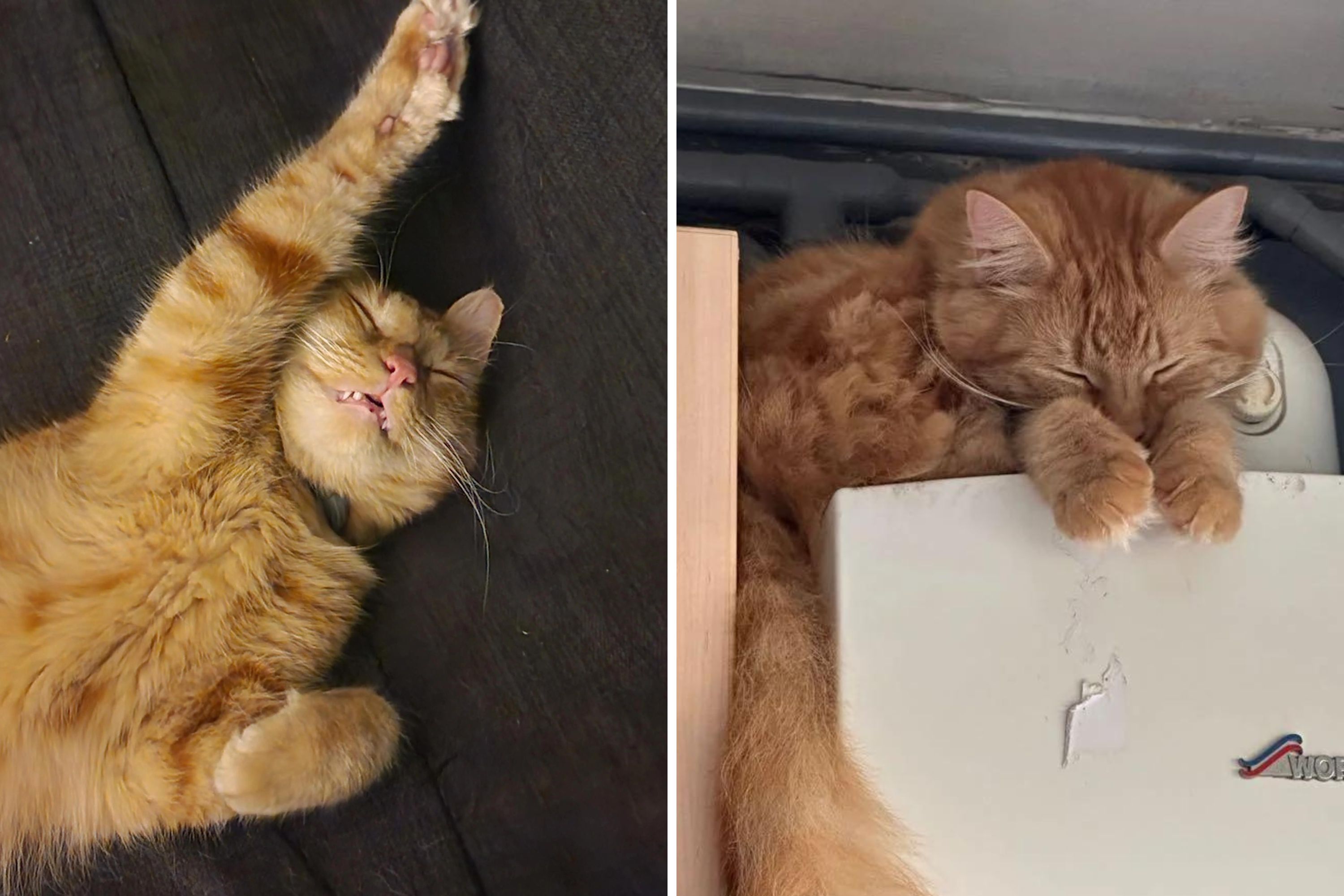 Couple Requests Photos of Beloved Cat’s Sleeping Poses, Internet Responds with Adorable Images Couple Requests Photos of Beloved Cat’s Sleeping Poses, Internet Responds with Adorable Images