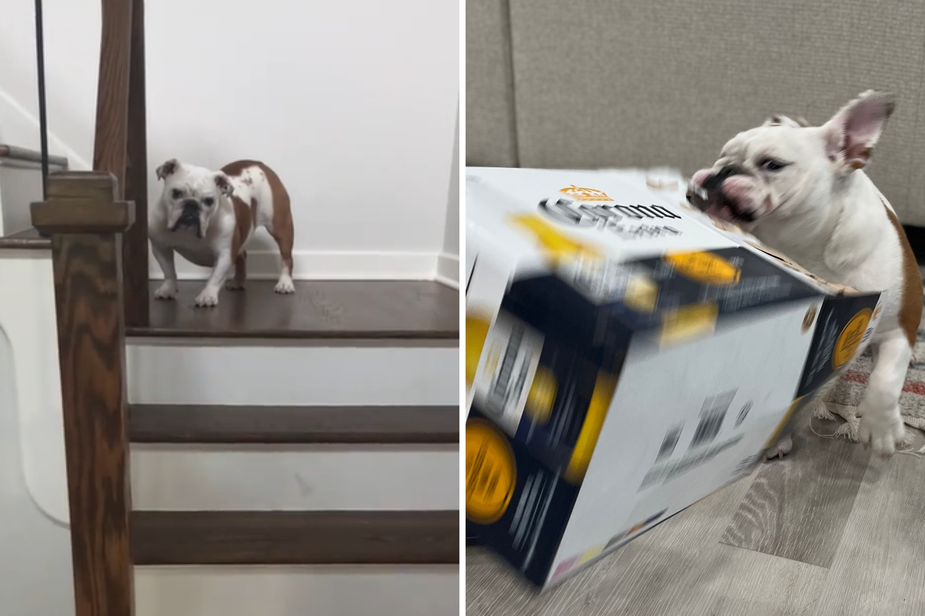 Reason Why Bulldog Won't Go Downstairs for Food Has Internet in Stitches - Vimarsana News