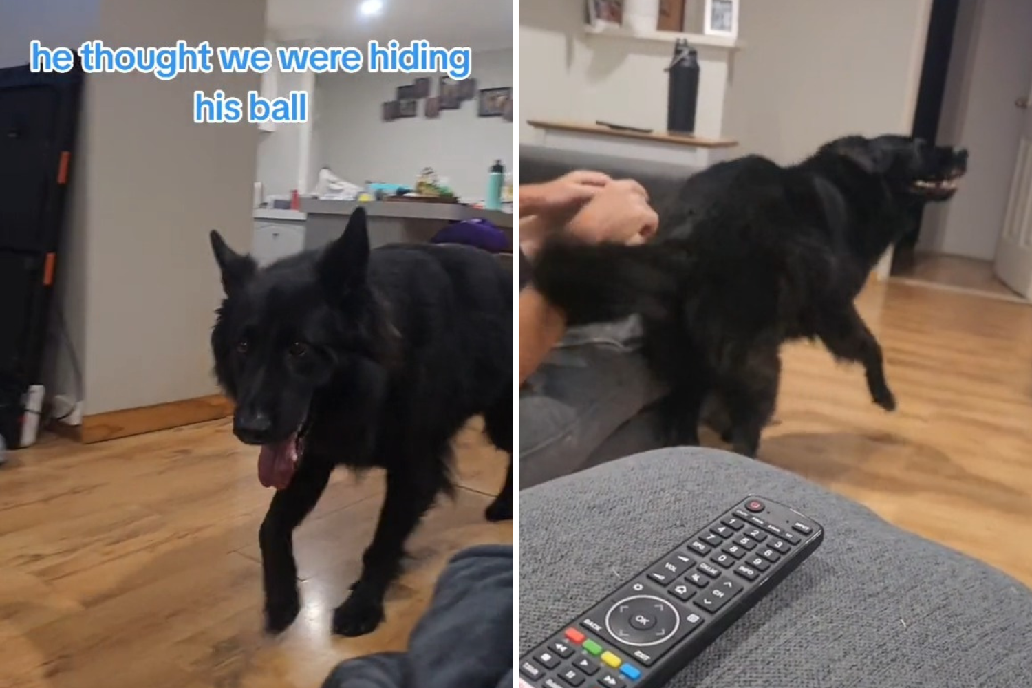 Laughter as Dog Throws Furious 'Tantrum' When He Thinks Owner Has His Ball Newsweek