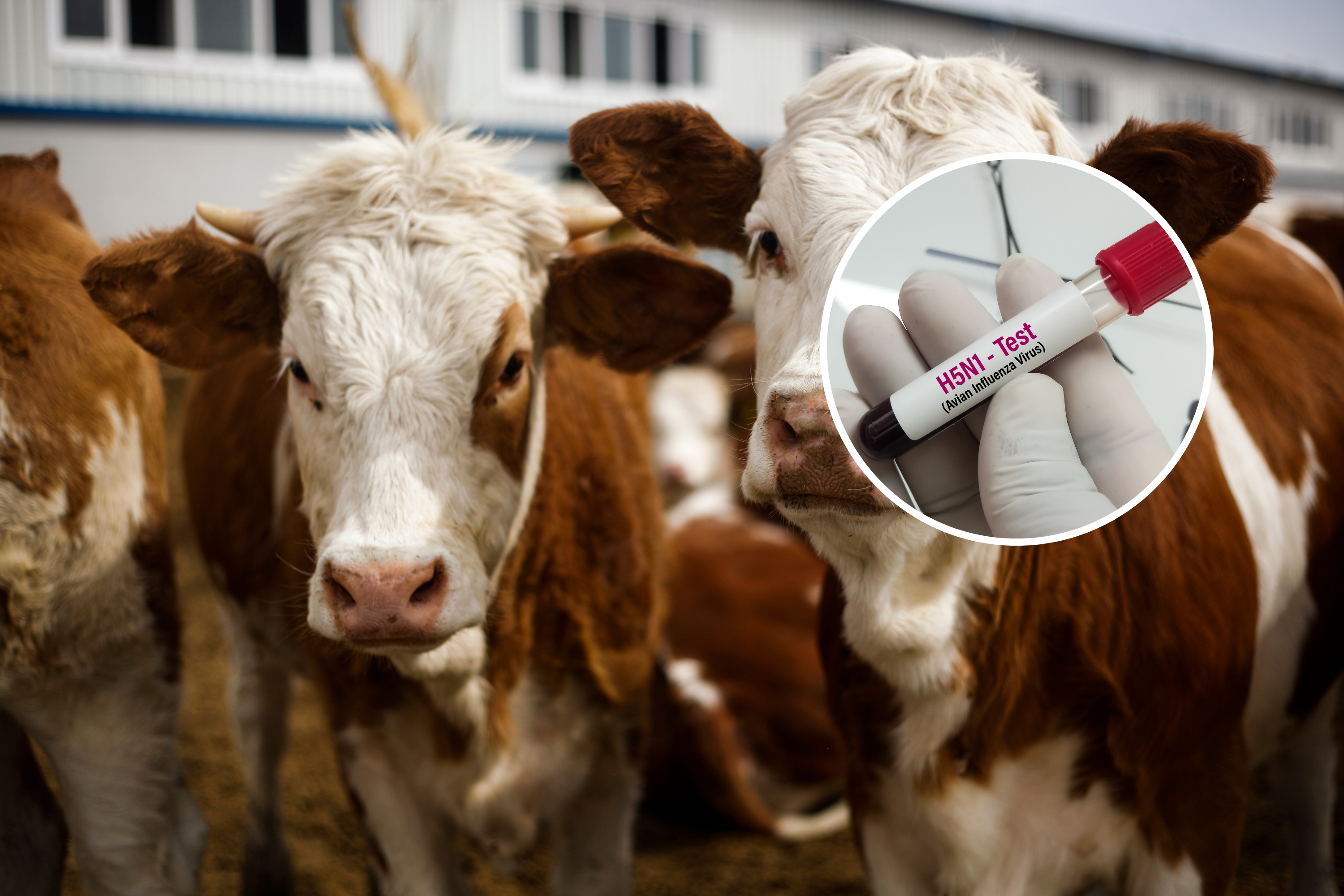 La grippe aviaire chez les vaches aux États-Unis s’inscrit dans une tendance plus large : « Nous avons déménagé dans un nouveau territoire »