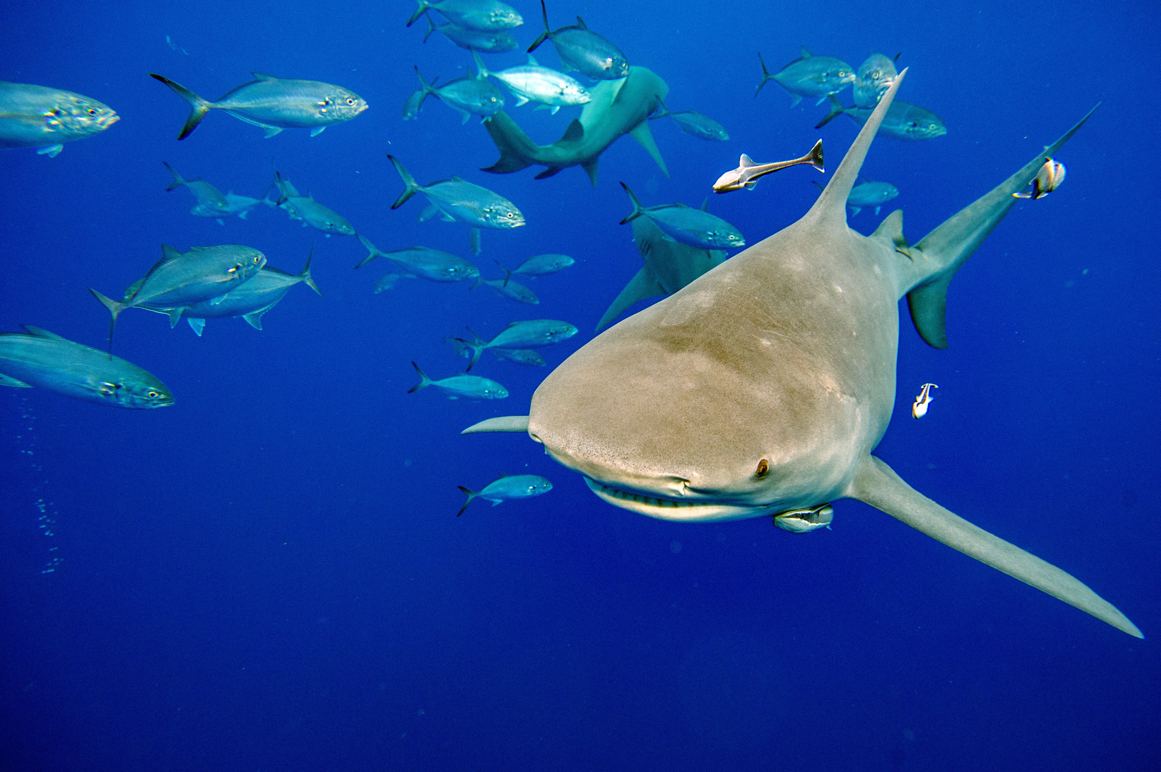 Carte : La Floride nommée capitale des attaques de requins, en tête des États-Unis et du monde