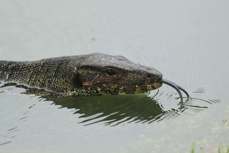 Nonnative Lizard Seen Strolling in Florida: It’s ‘Huge’
