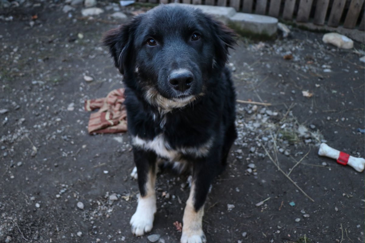 Stray dog looking at camera