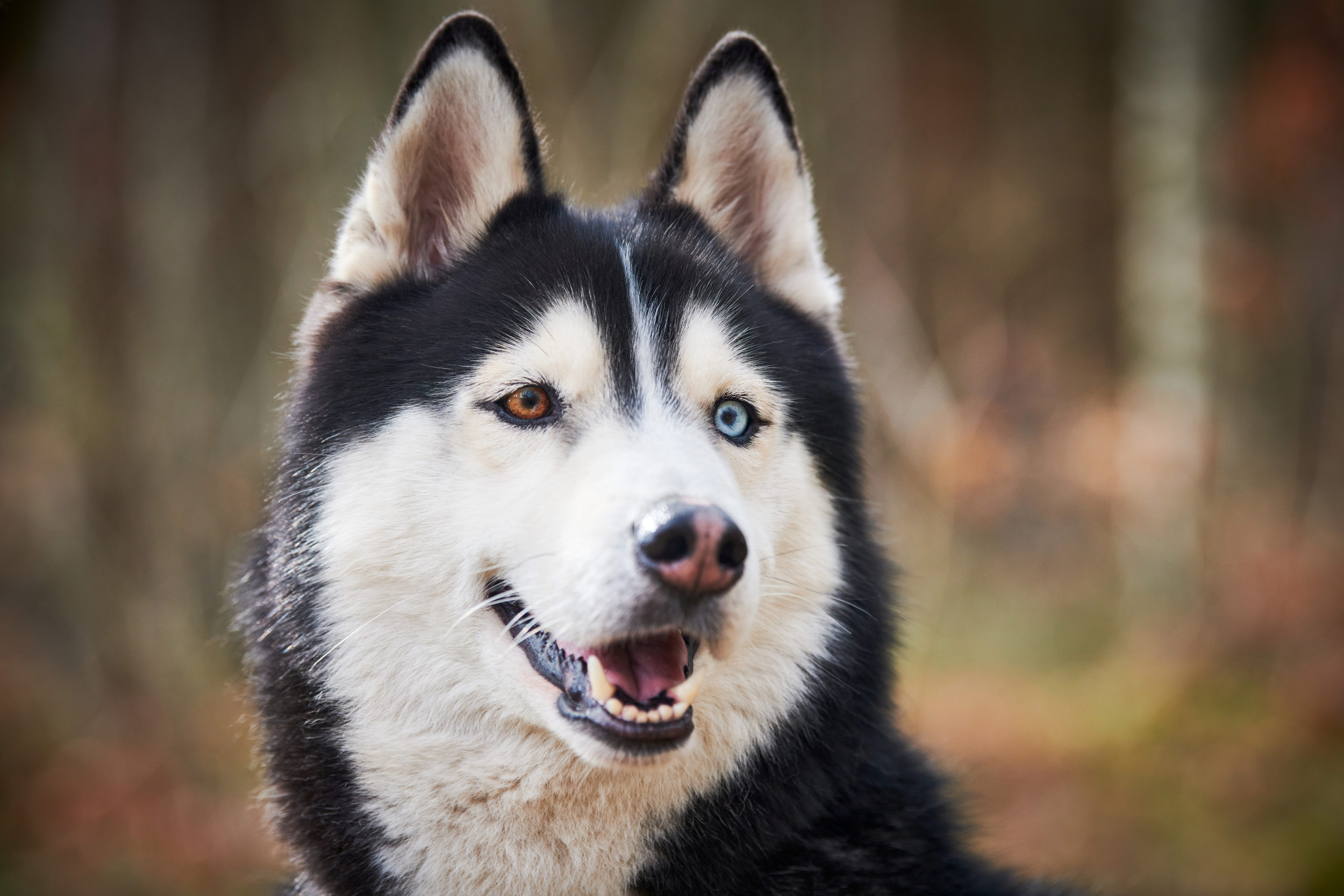 New Study on Dog Health Determines Optimal Timing for Spaying or Neutering