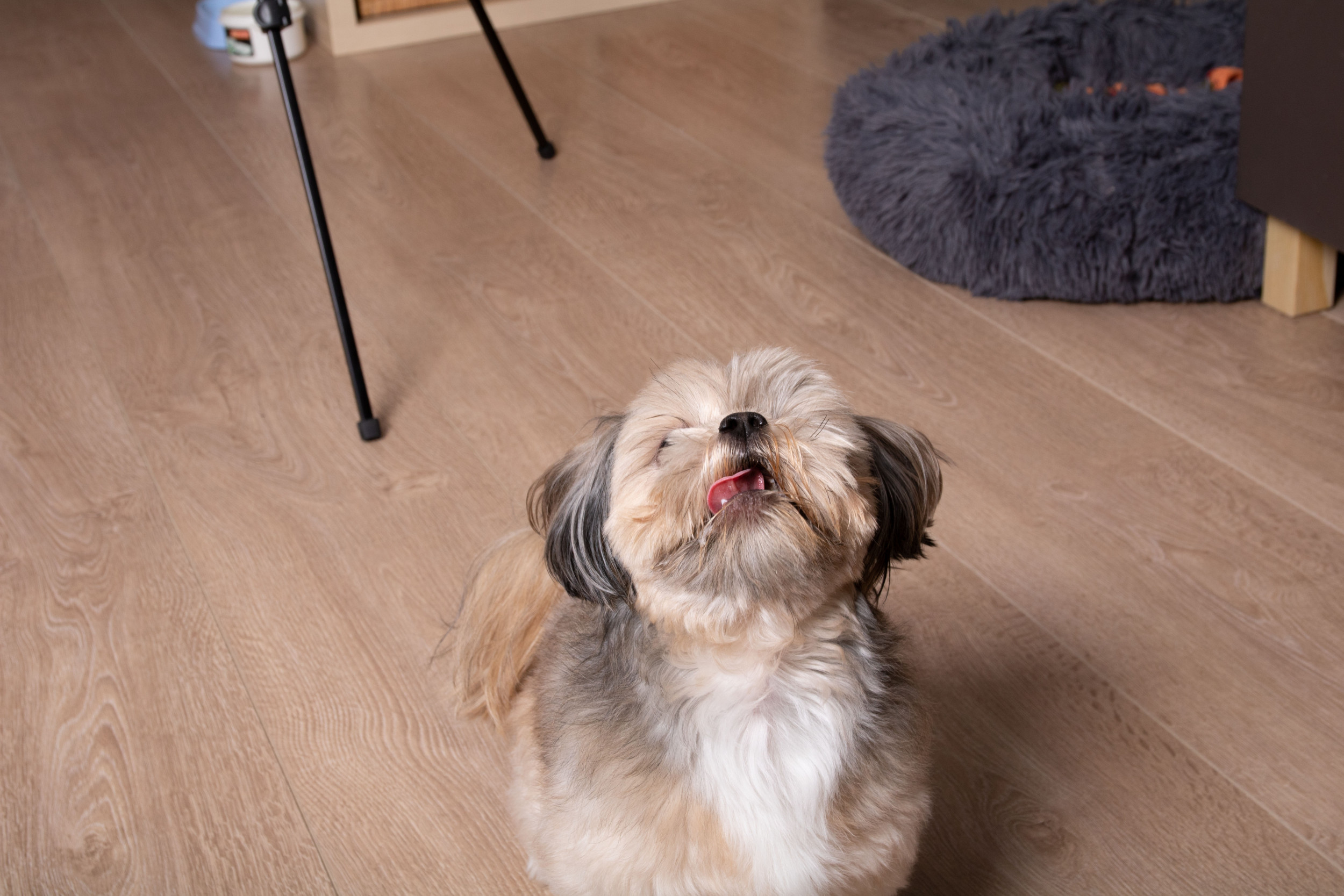 Moment Dog Who Hates 'Staying Alone' Realizes She's Going Out With