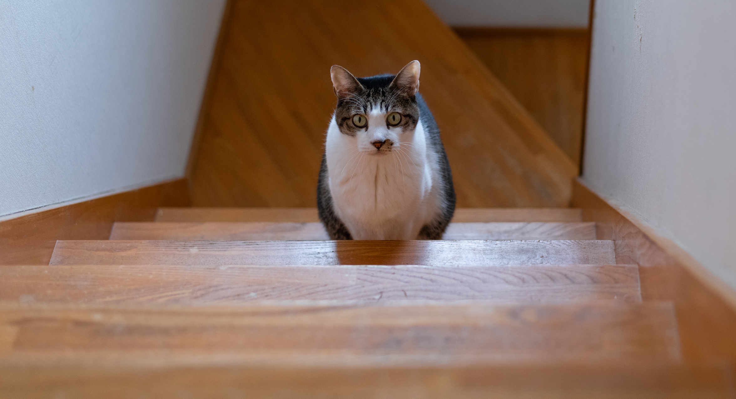 Laughter at What Woman's Cat Demands They Do Every Night at 10:30 p.m. - Vimarsana News