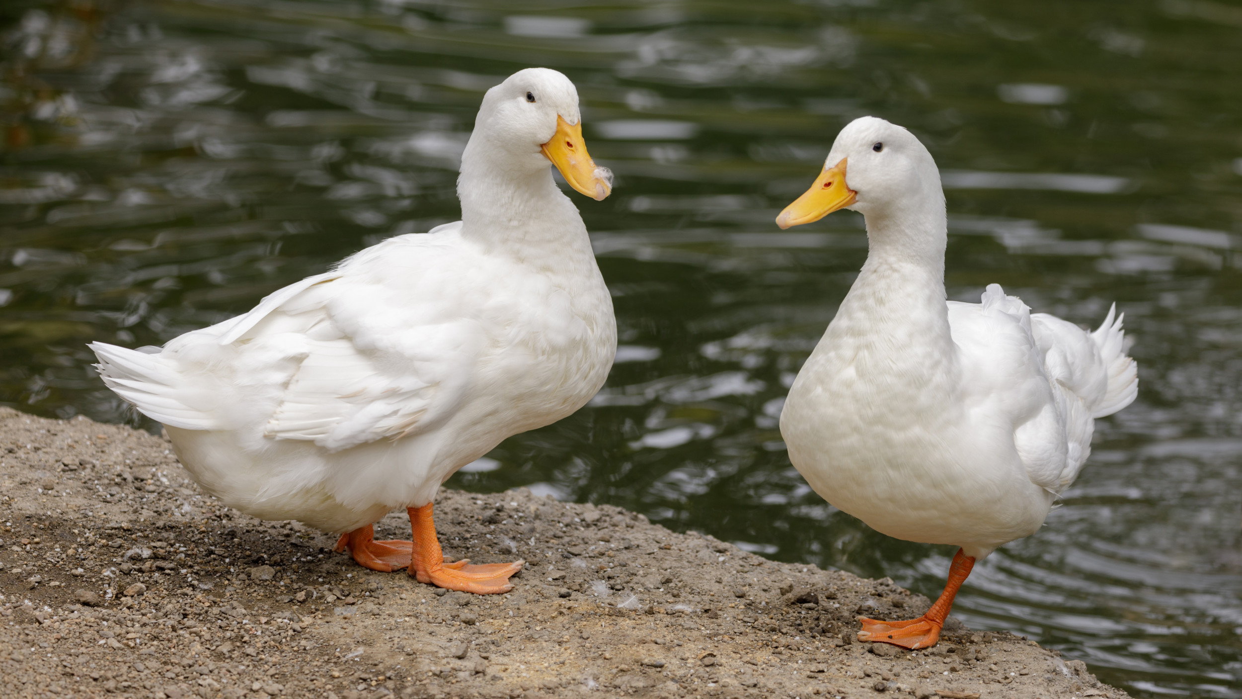 Pet Ducks Putting Themselves To Bed Is The Cutest Video You #39 ll See Pet Ducks Putting Themselves To Bed Is The Cutest Video You #39 ll See