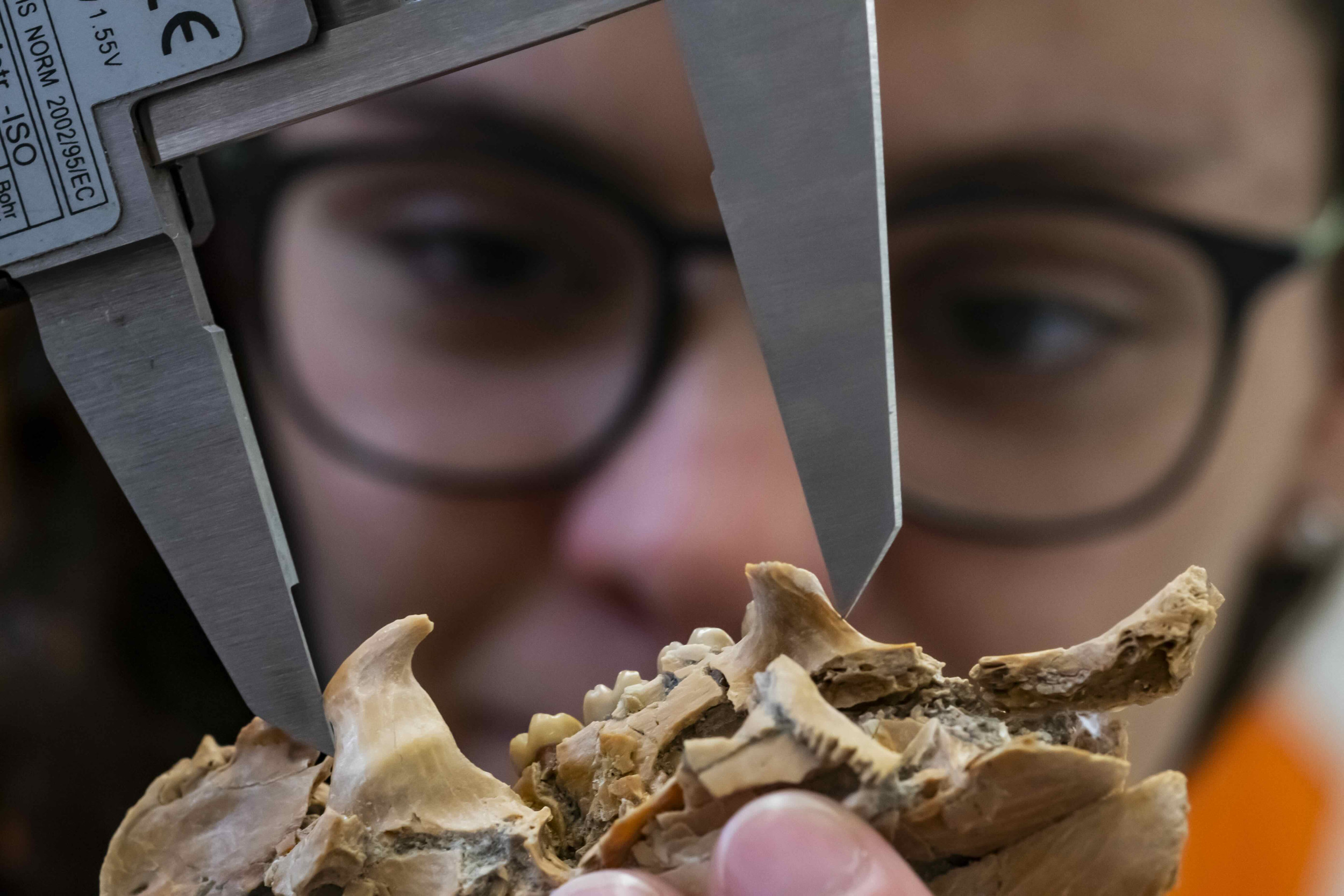 'Rare' Florida Fossil Find Resolves Evolutionary Mystery - Vimarsana News