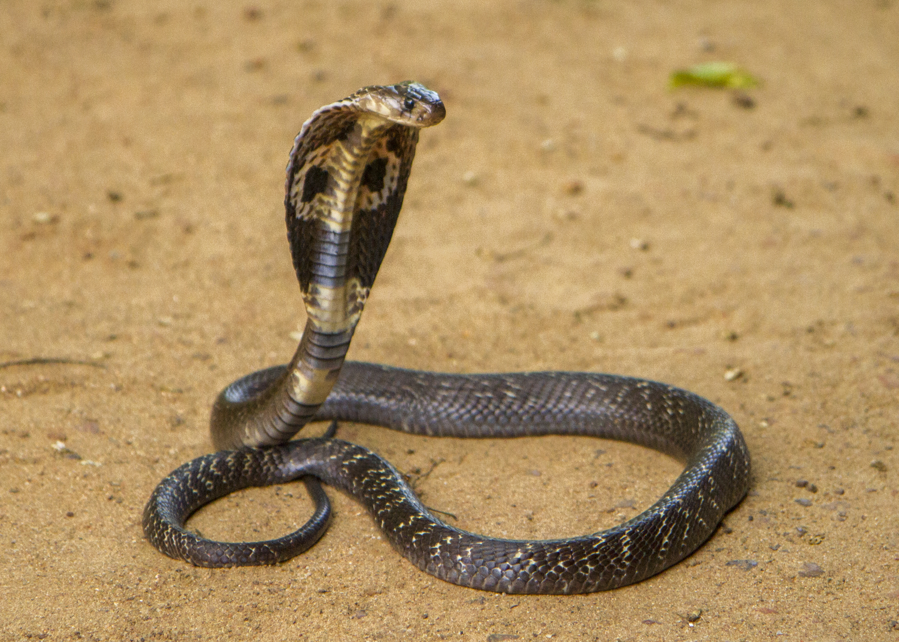 Une femme entend frapper à la porte et découvre un serpent cobra de 3 pieds